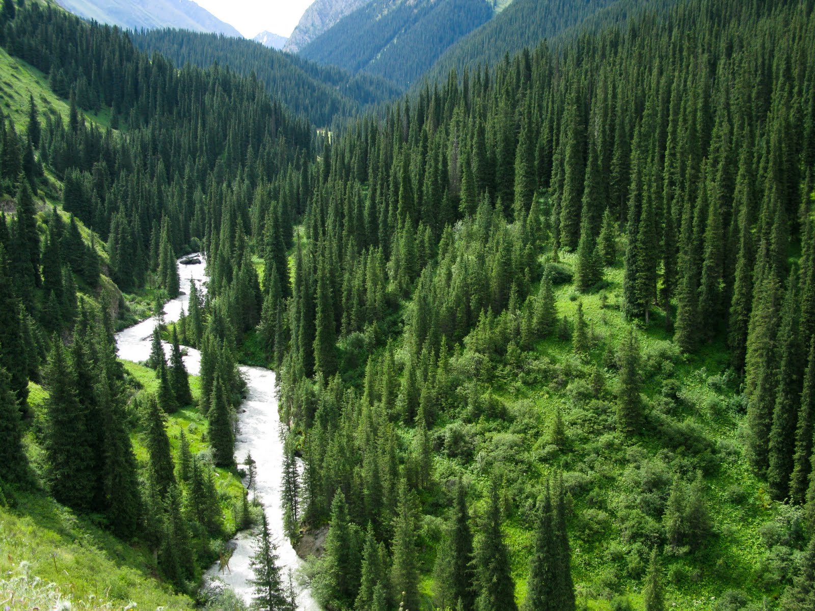 Pine Forest Background