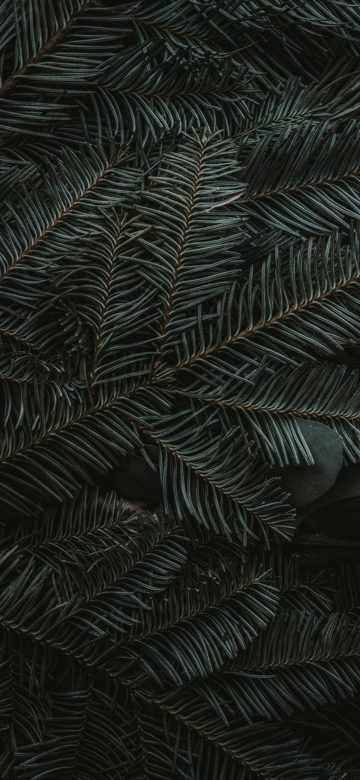 Pine Green Background