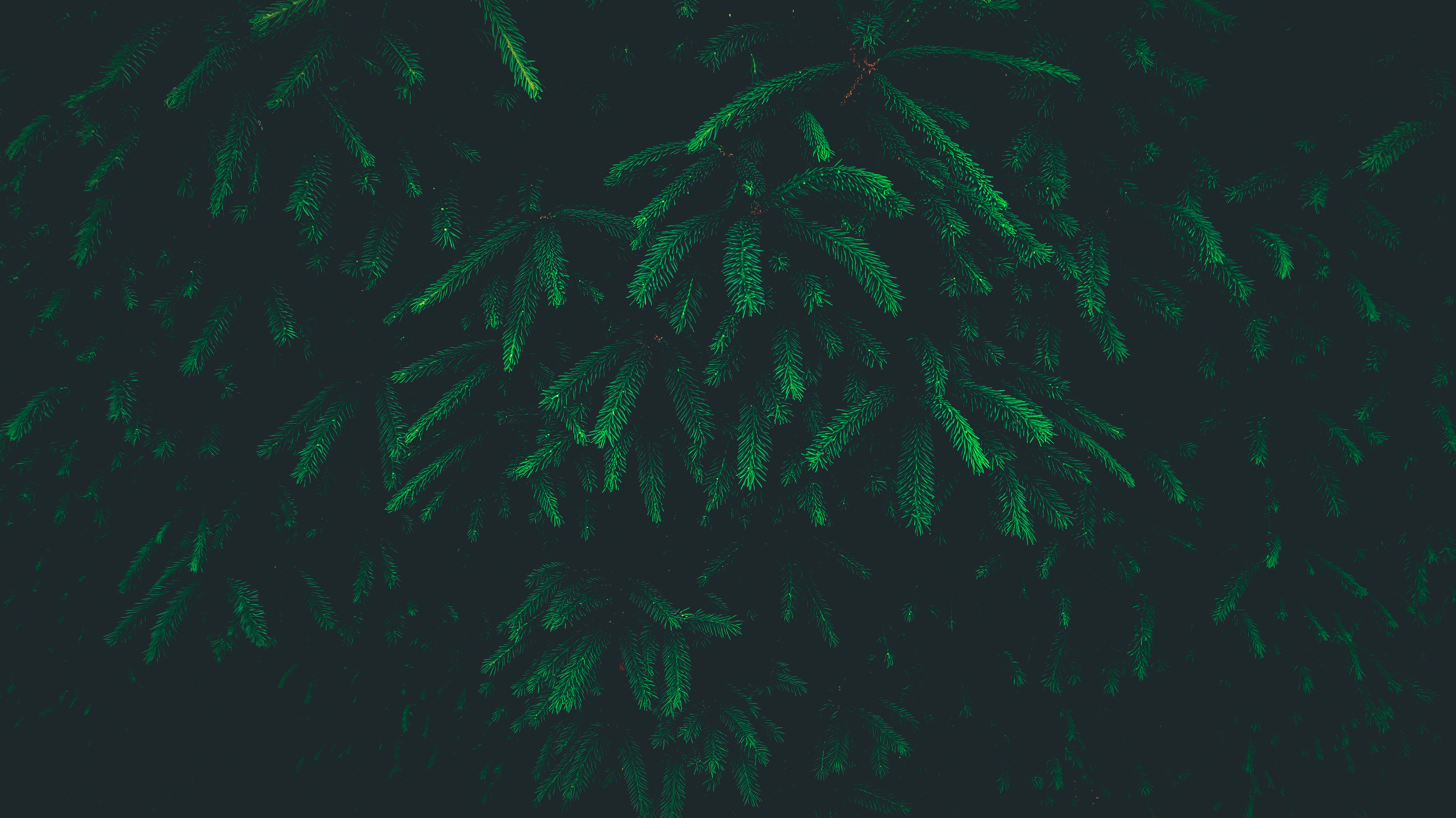 Pine Green Background