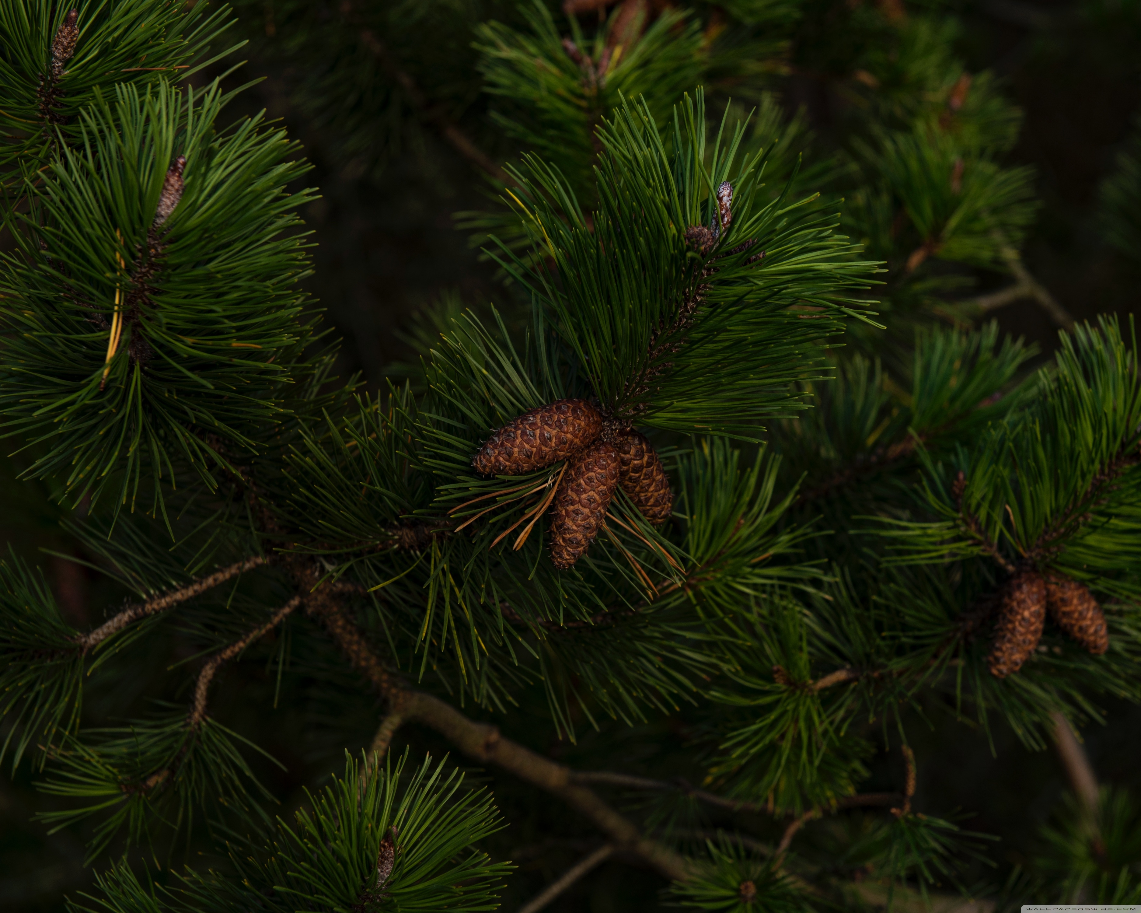 Pine Green Background