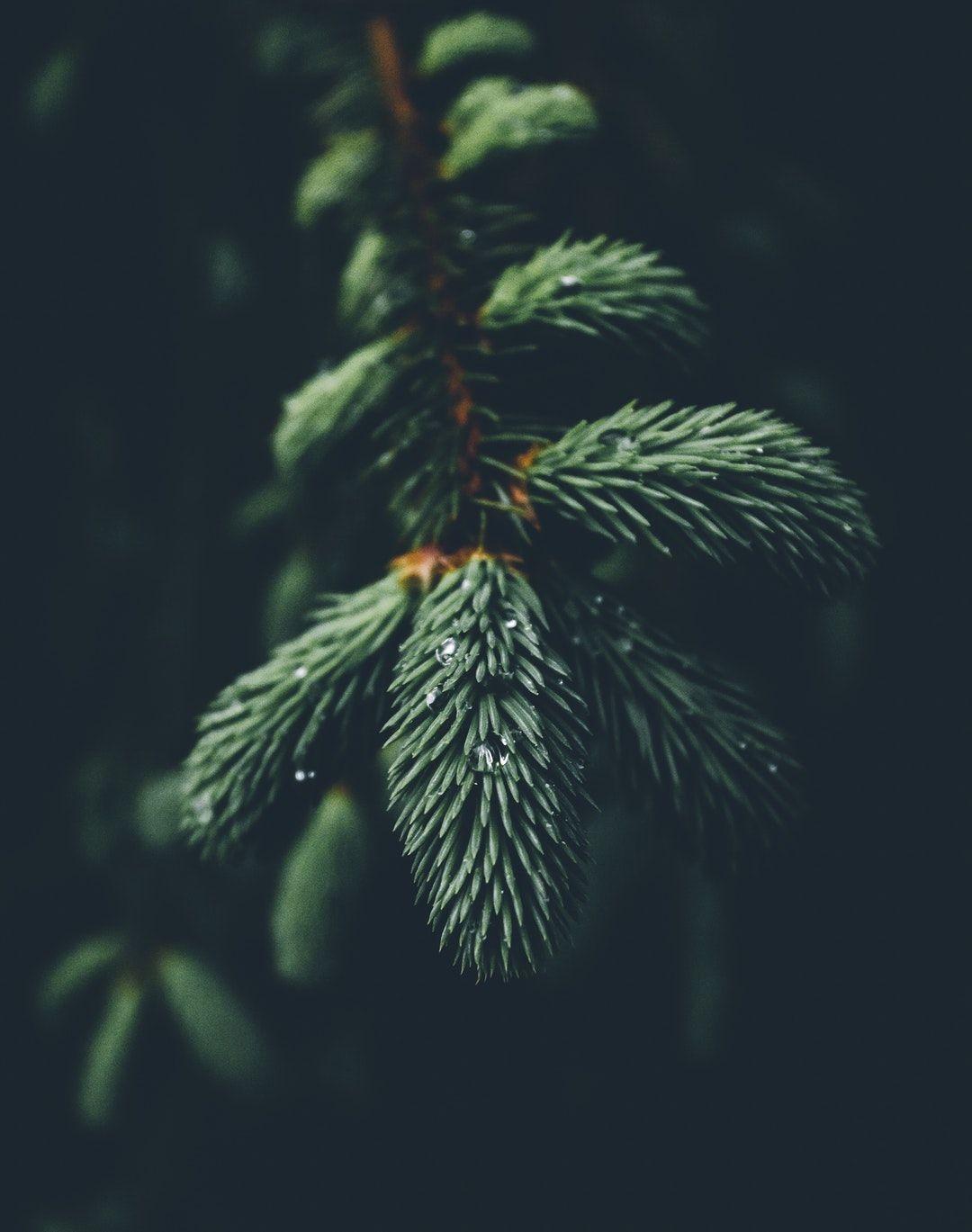 Pine Green Background