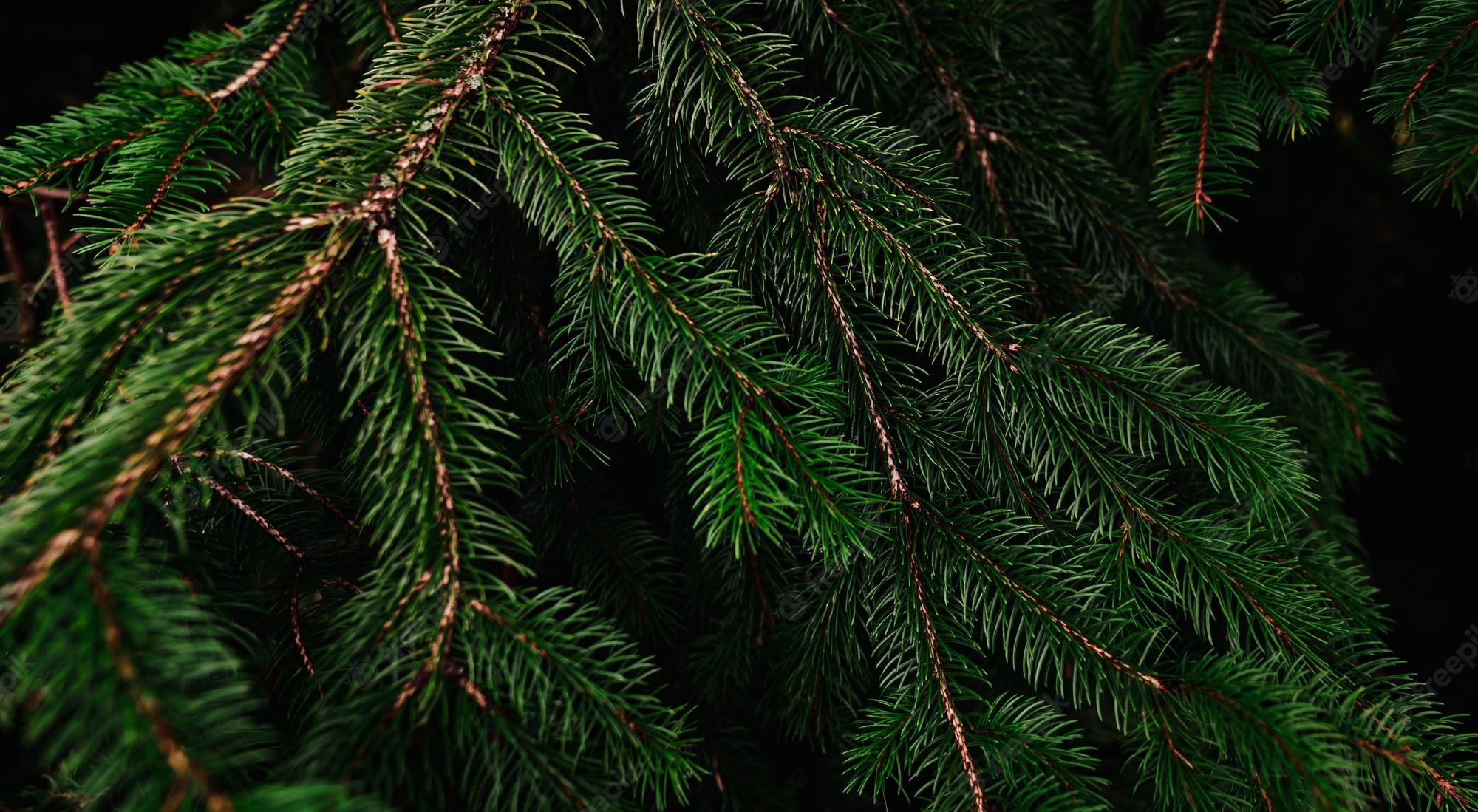 Pine Green Background