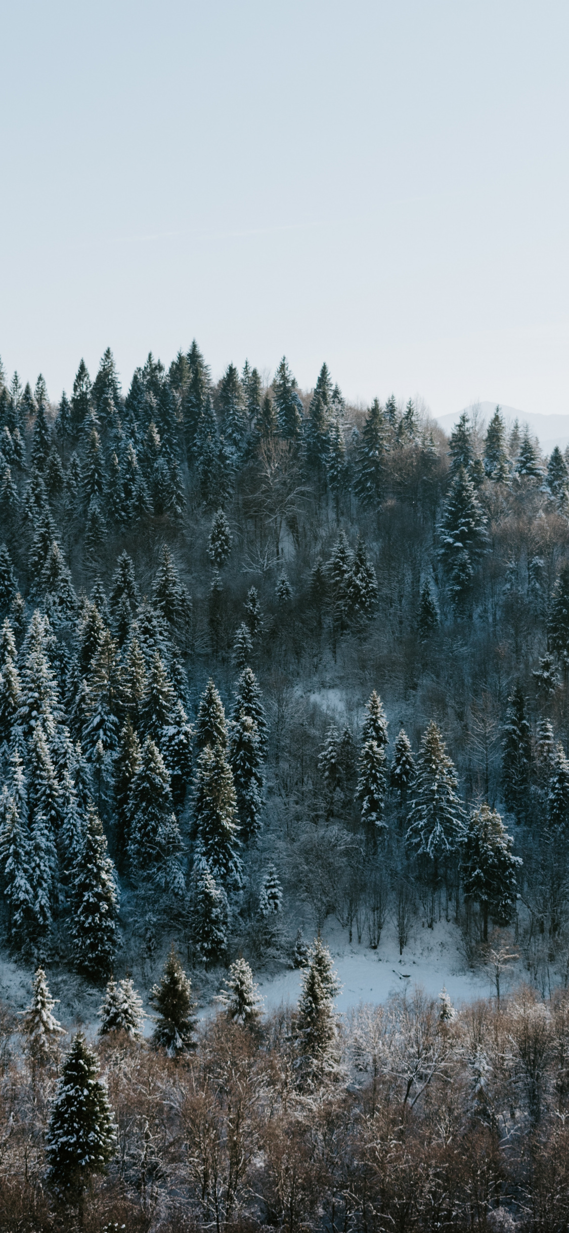 Pine Tree Forest Background