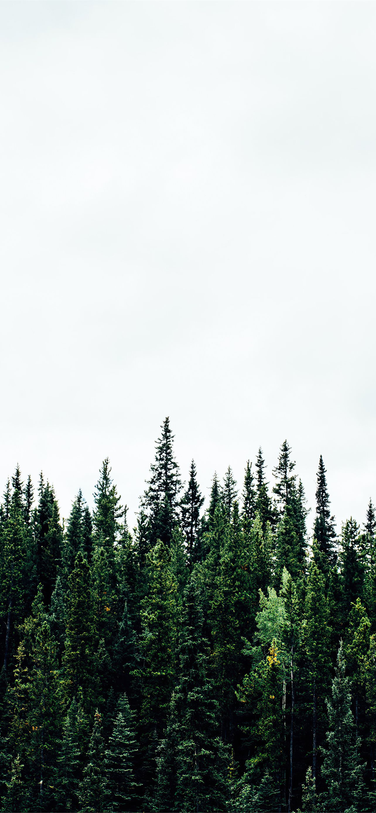 Pine Tree Forest Background