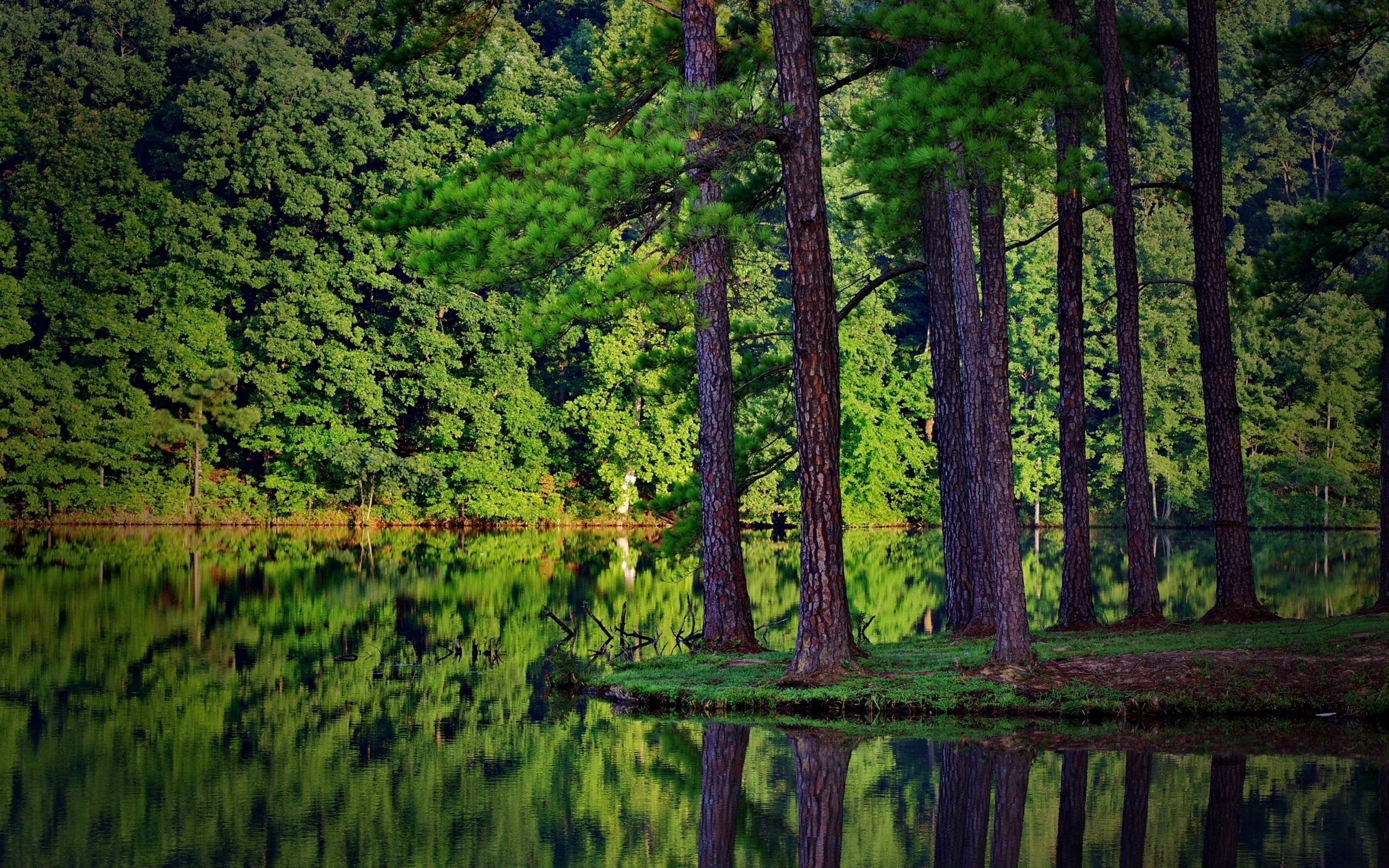 Pine Tree Forest Background