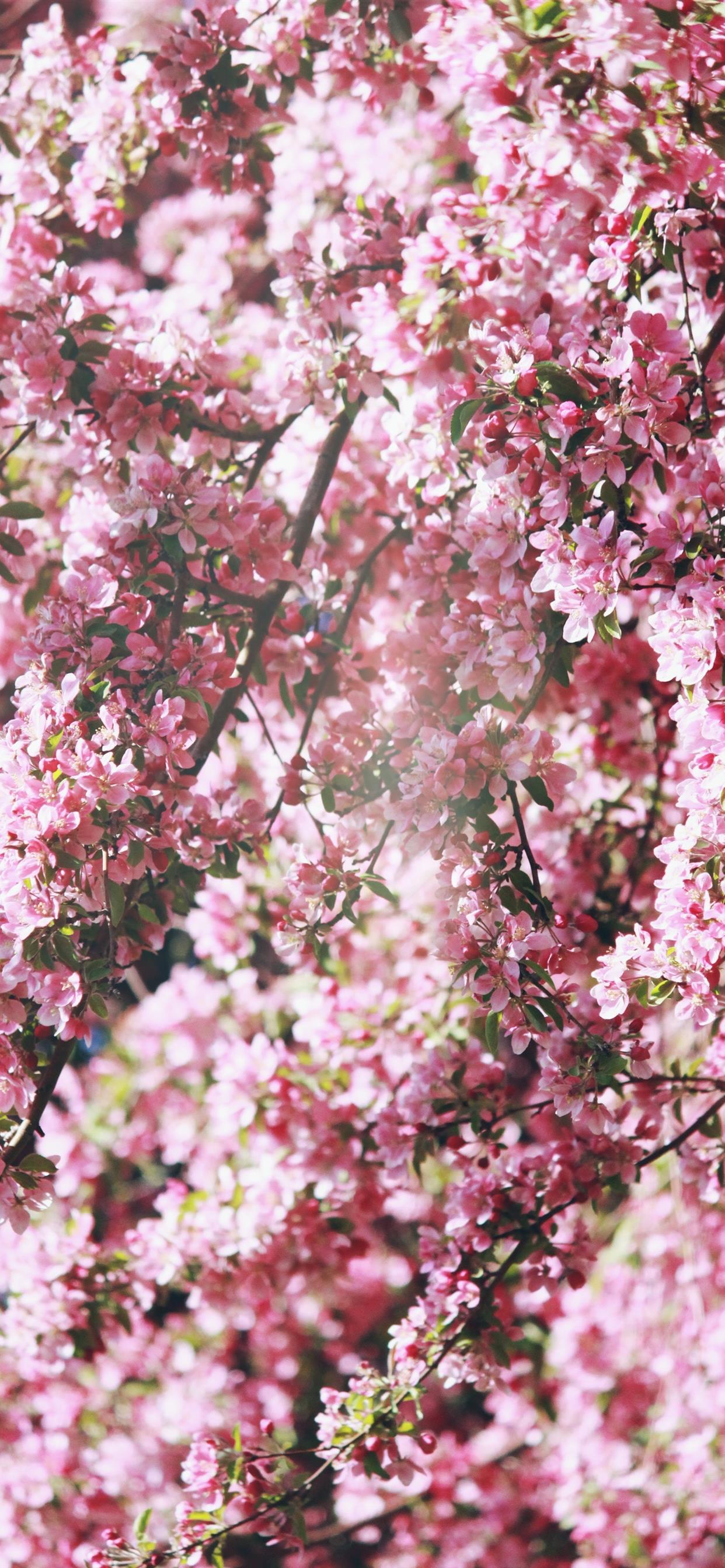 Pink Flower Background Iphone