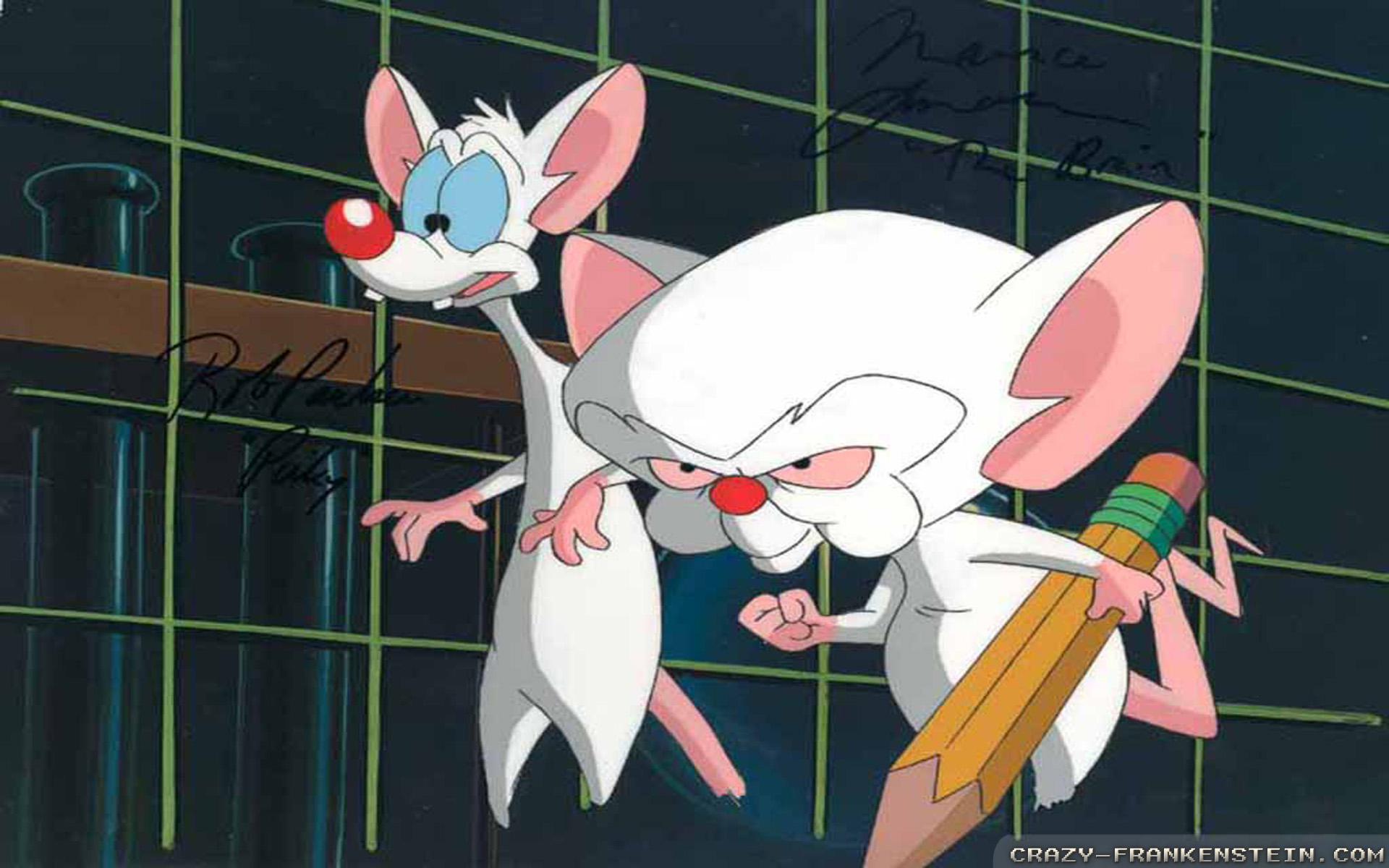 Pinky And The Brain Background