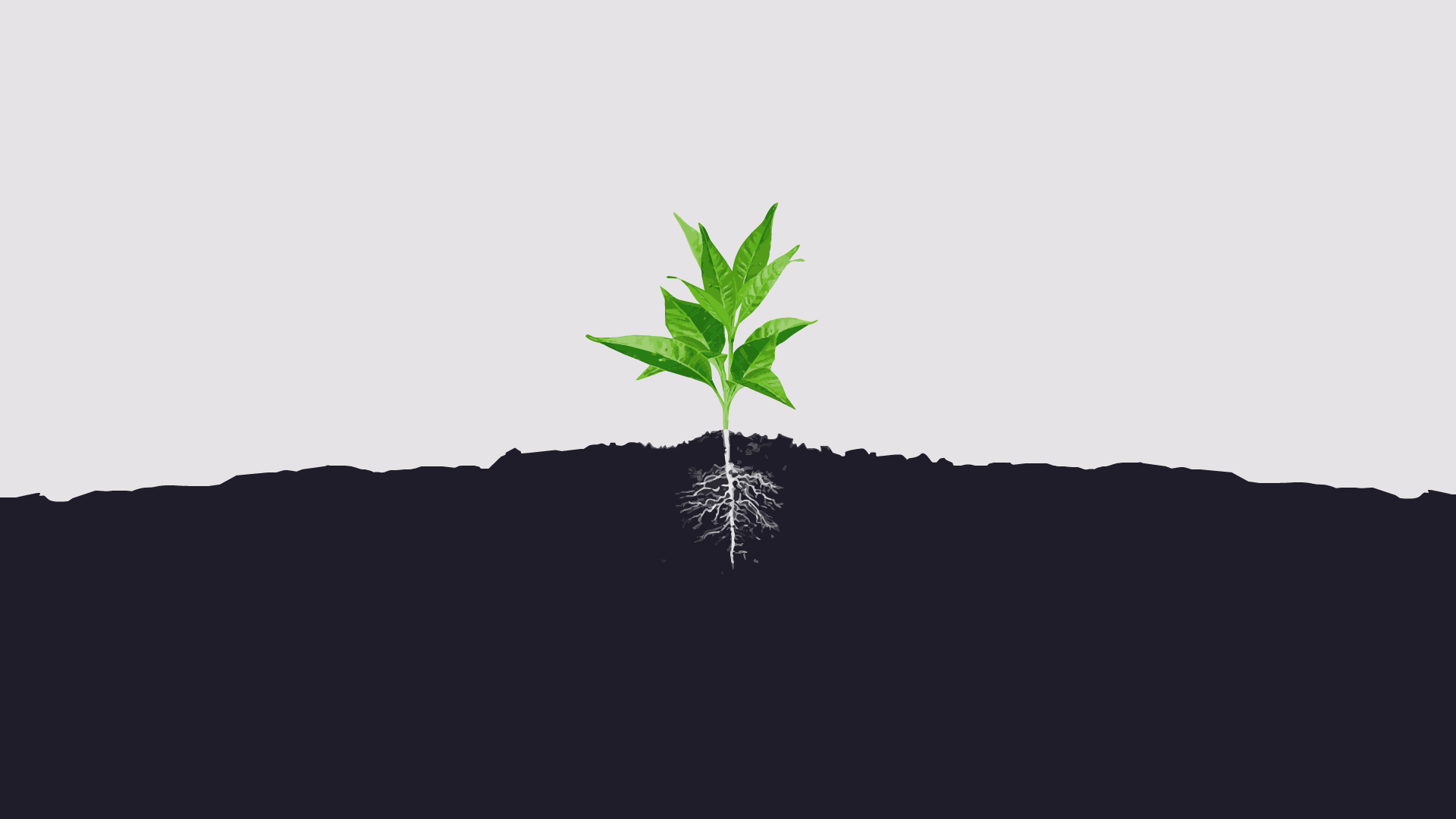 Plant Desktop Background