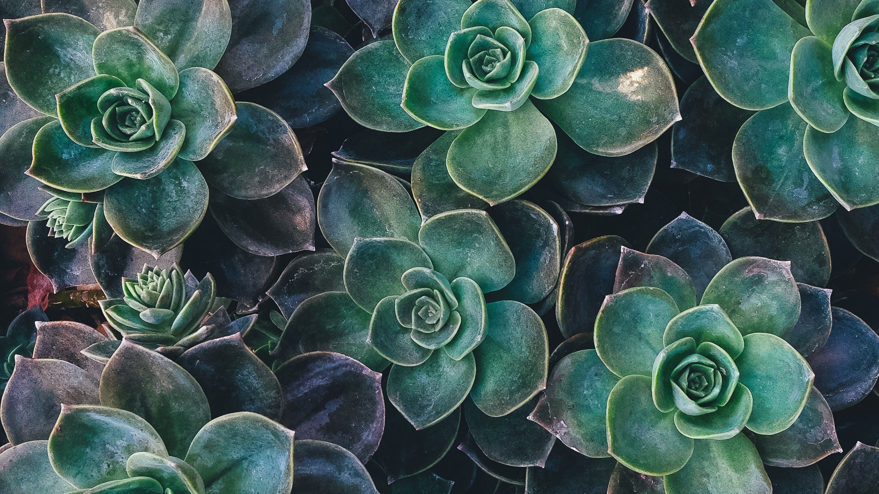 Plant Desktop Background