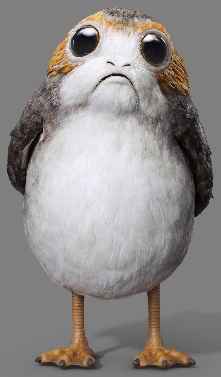 Porg Background