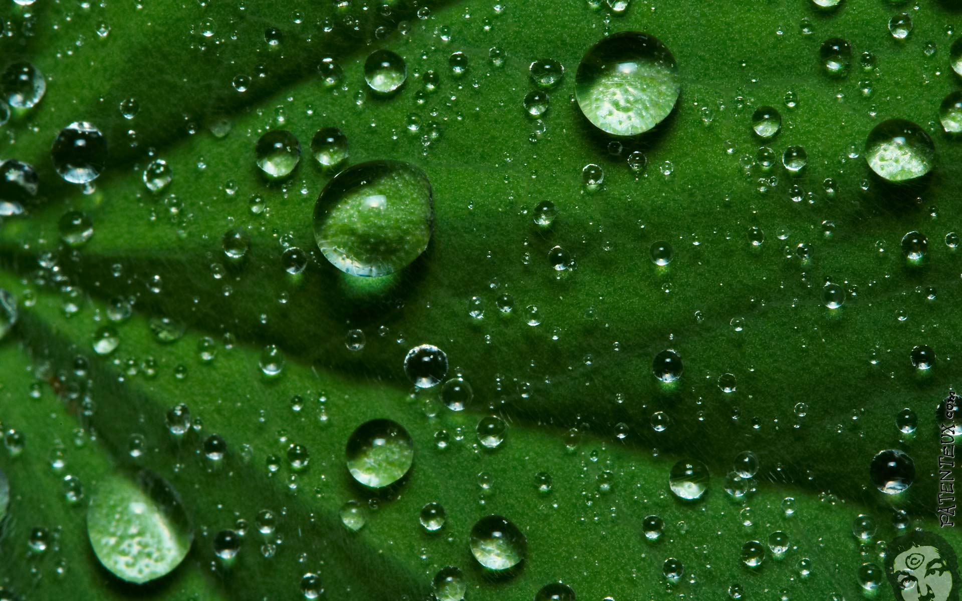 Raindrops Backgrounds