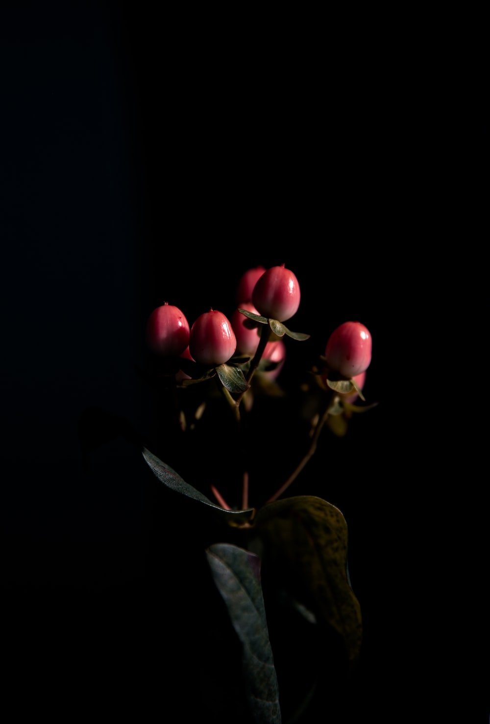 Red Flower Black Background