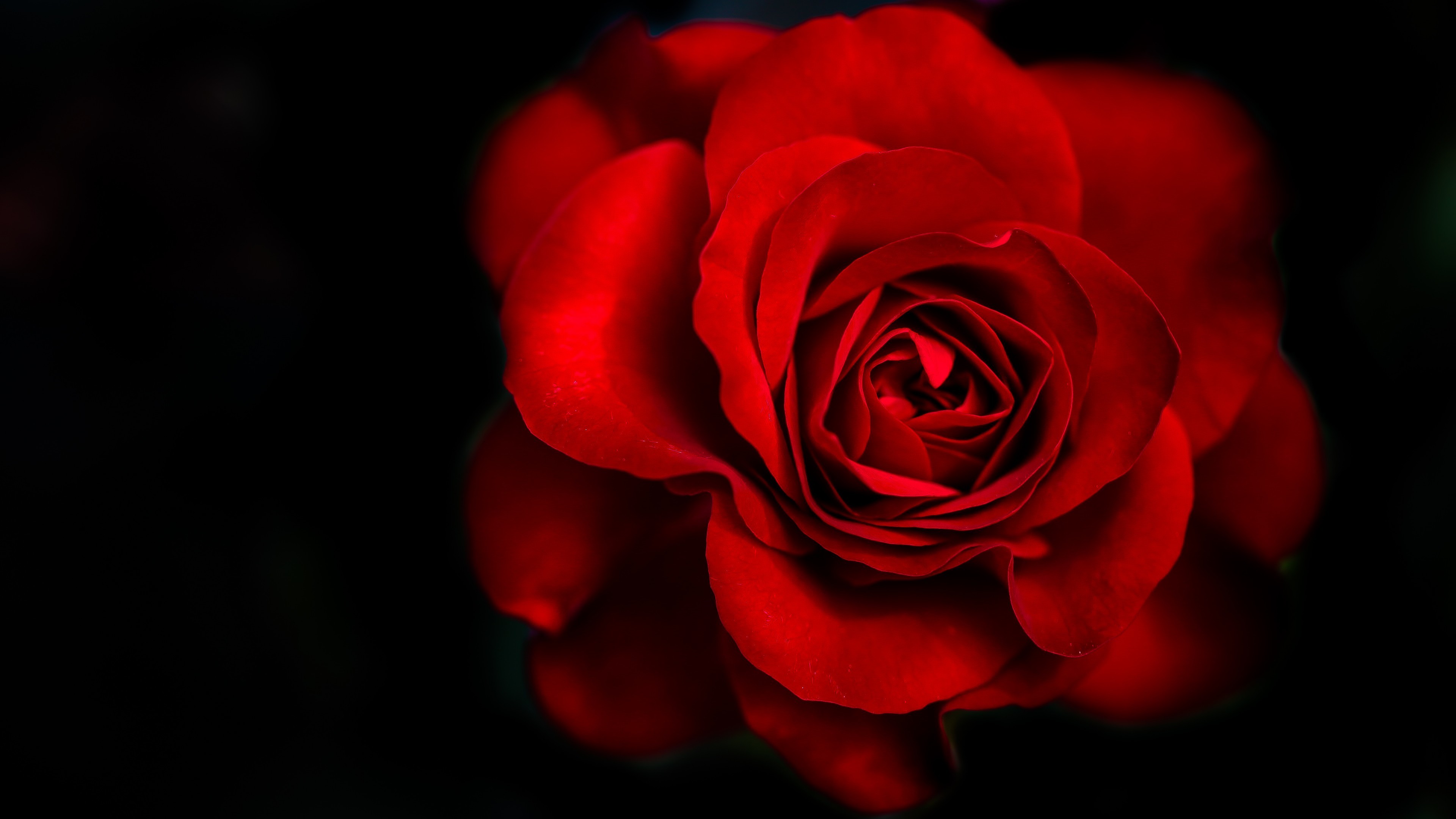 Red Flower Black Background