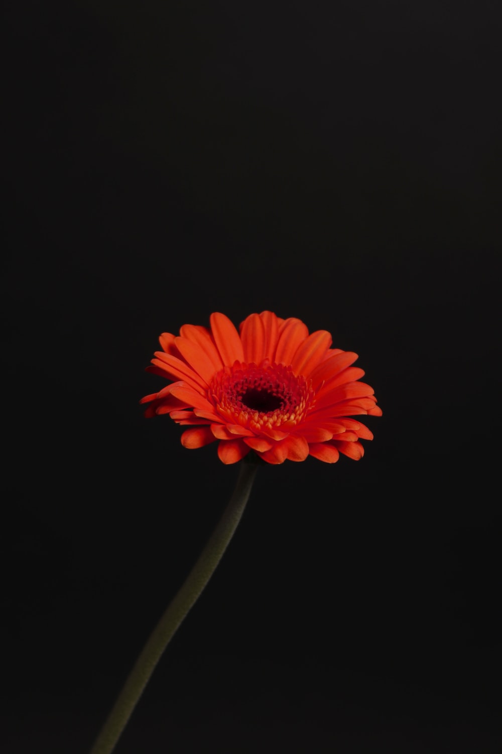 Red Flower Black Background