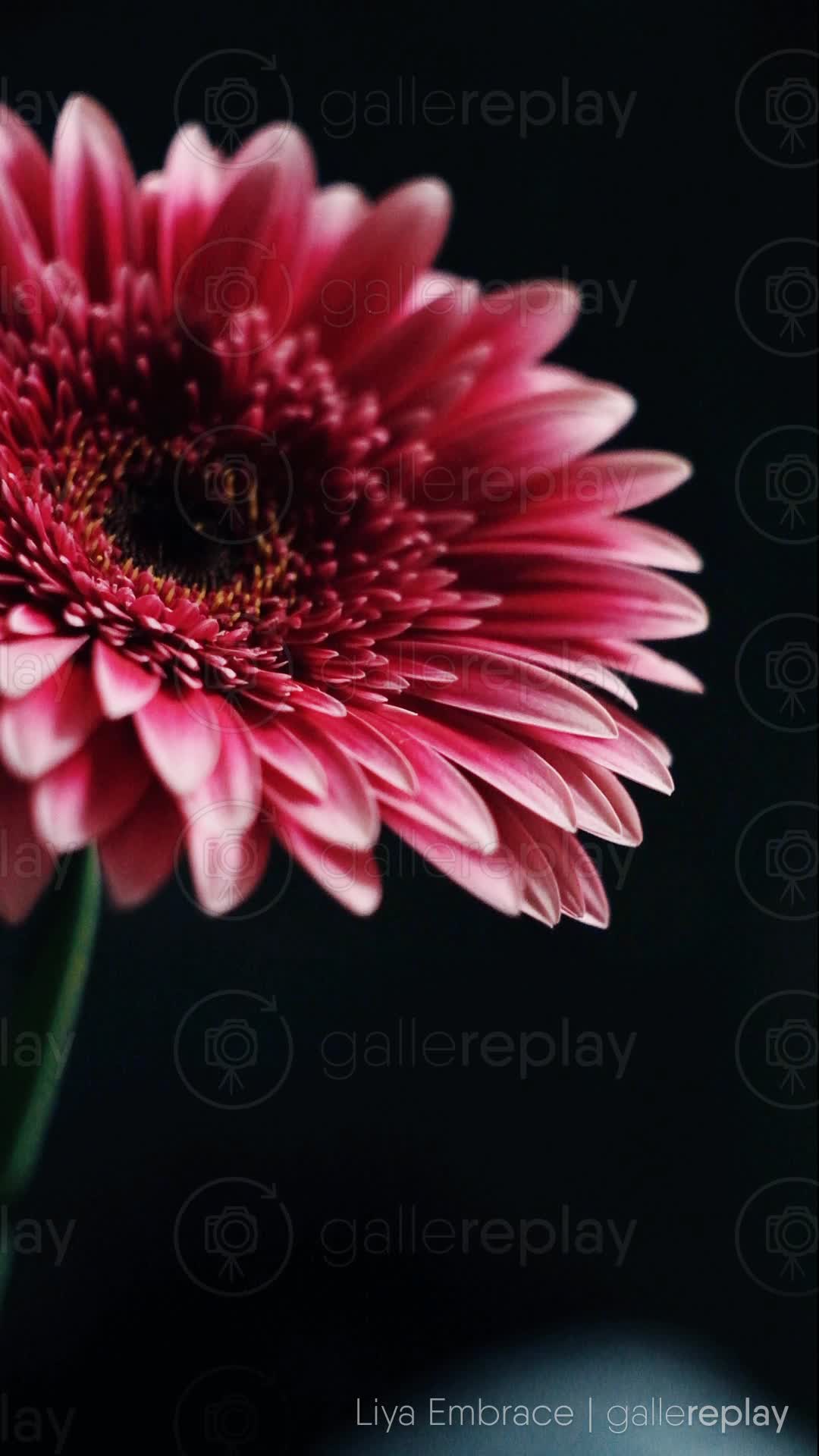 Red Flower Black Background