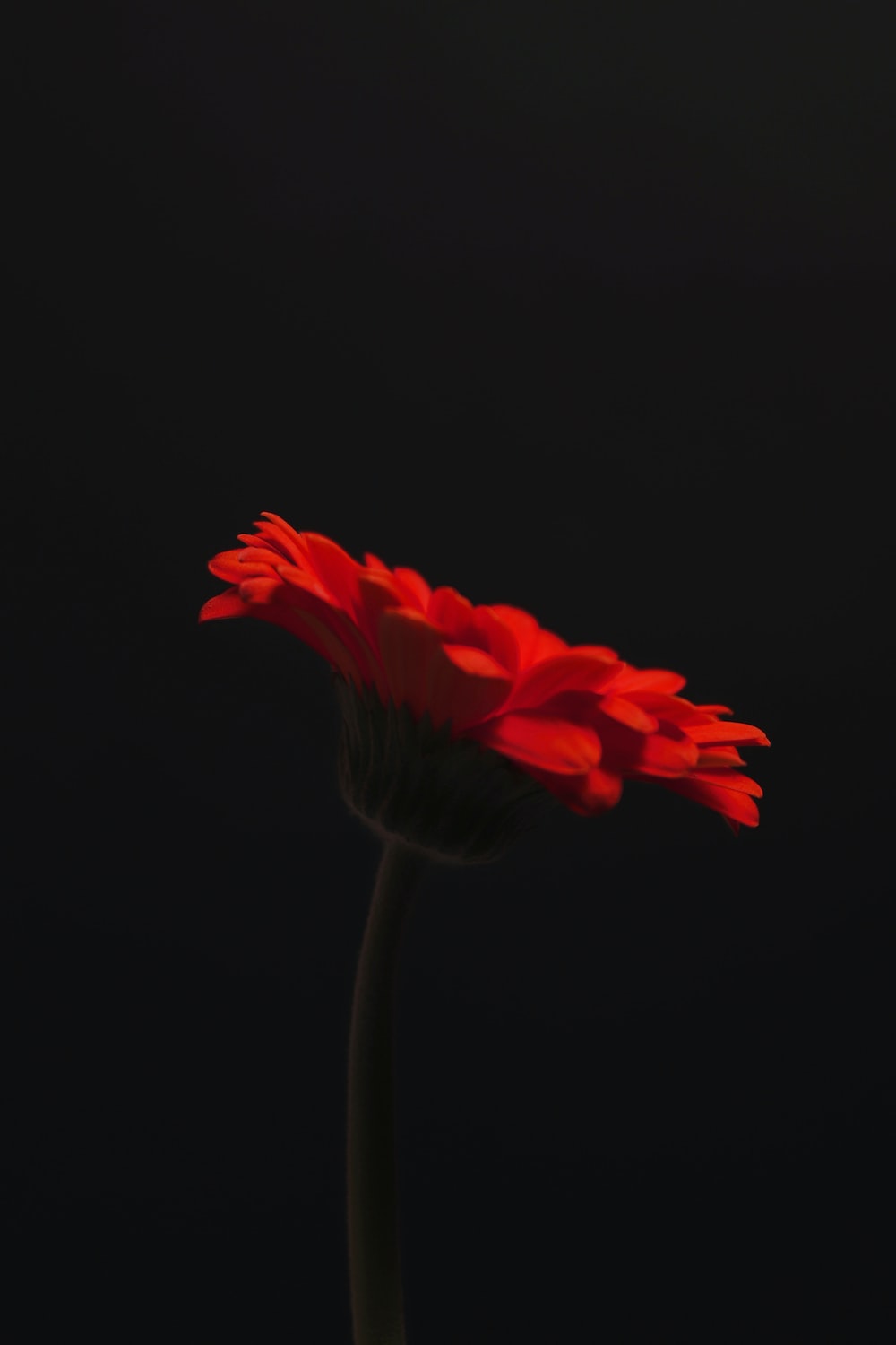 Red Flower Black Background