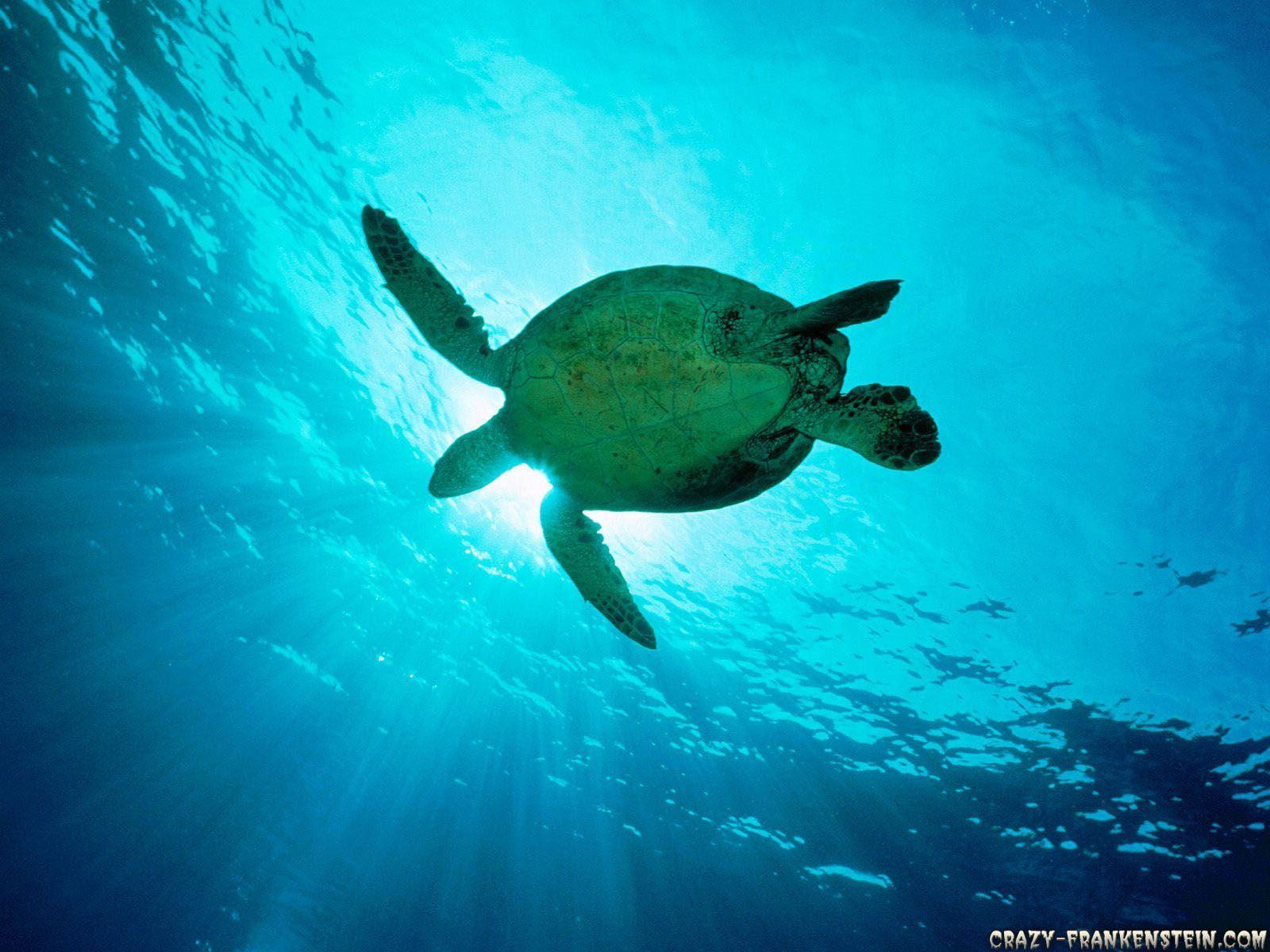 Sea Turtle Desktop Background