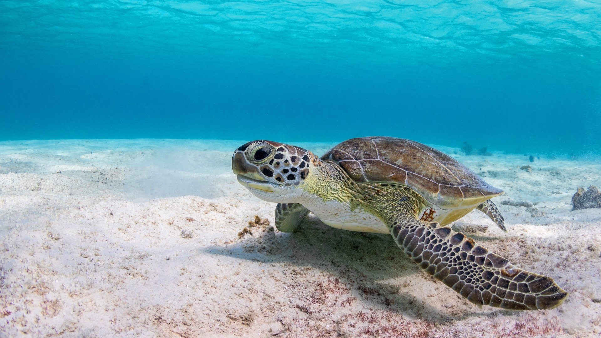 Sea Turtle Desktop Background