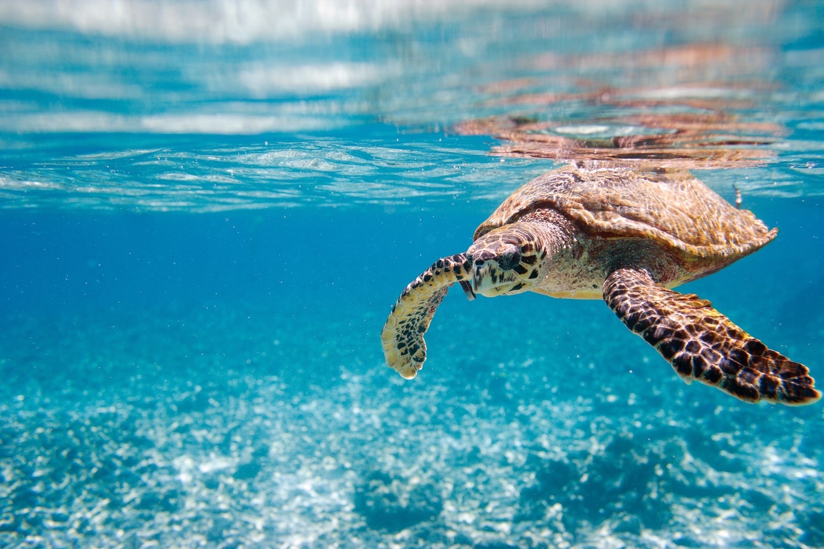 Sea Turtle Desktop Background