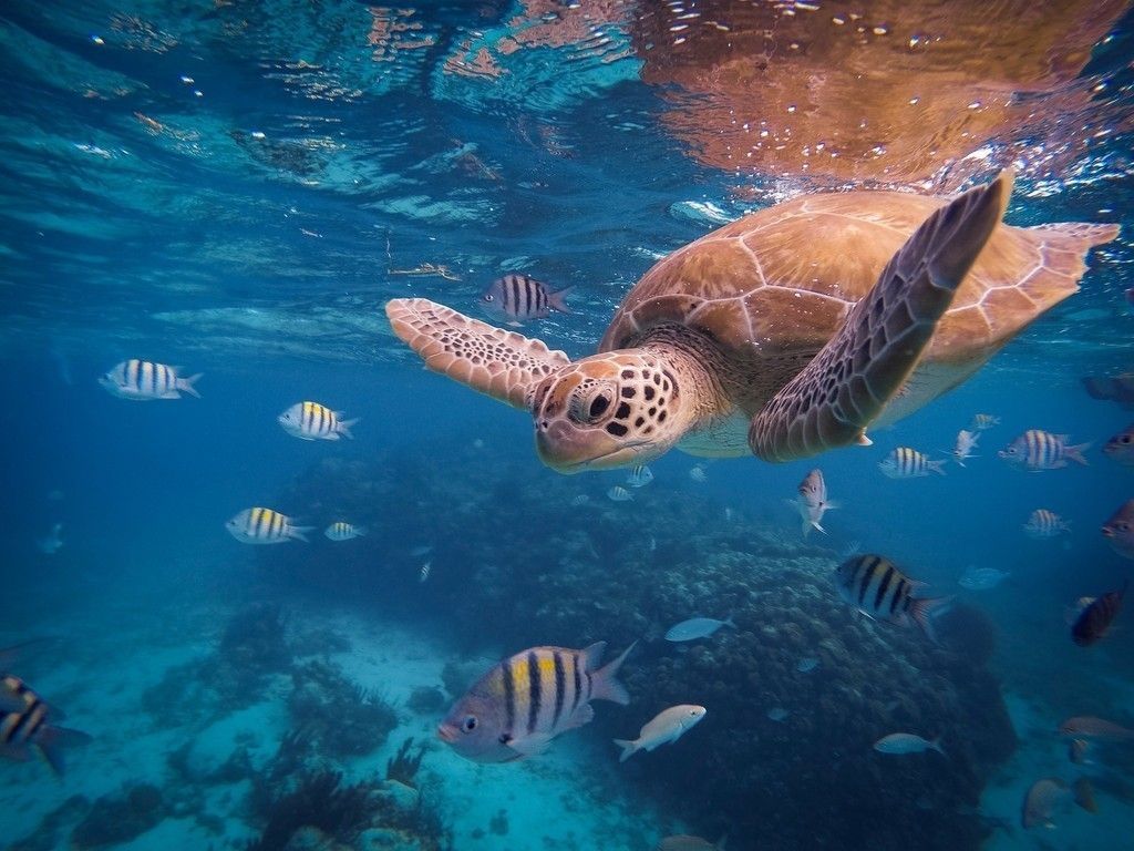 Sea Turtle Desktop Background