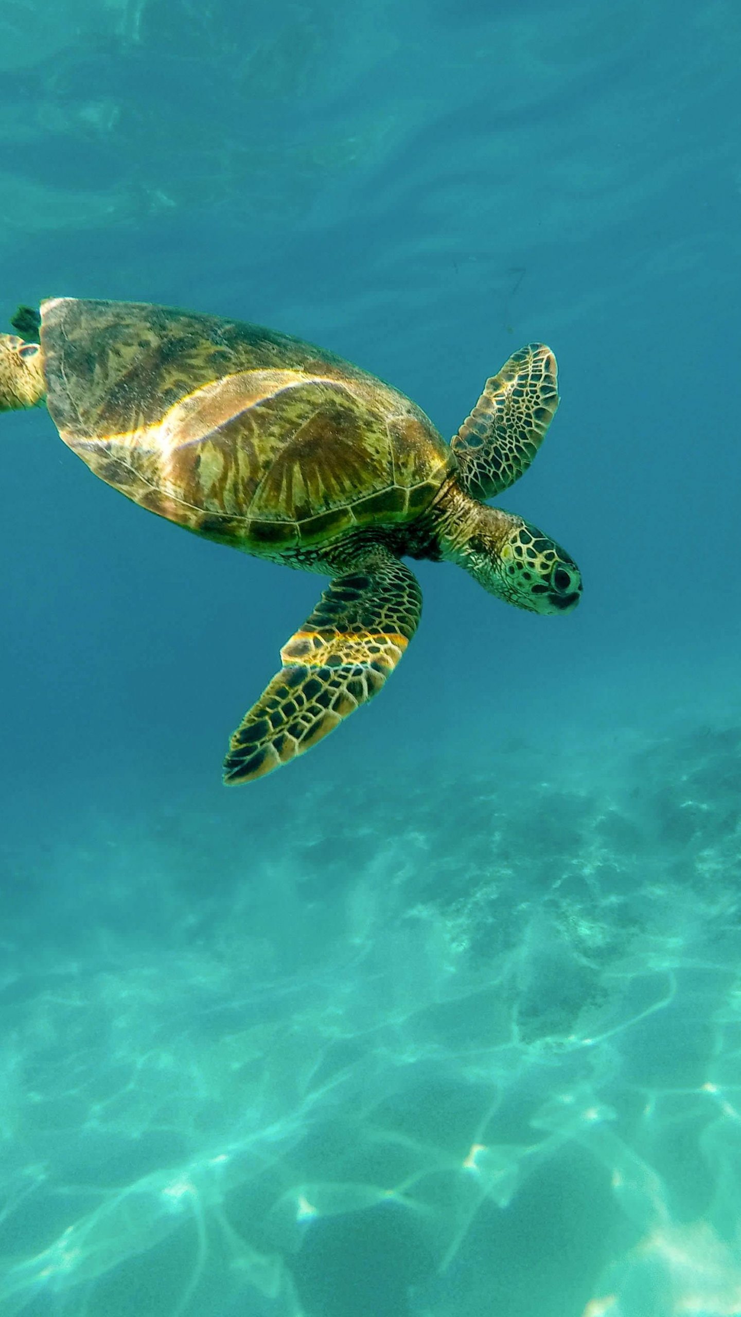 Sea Turtle Desktop Background