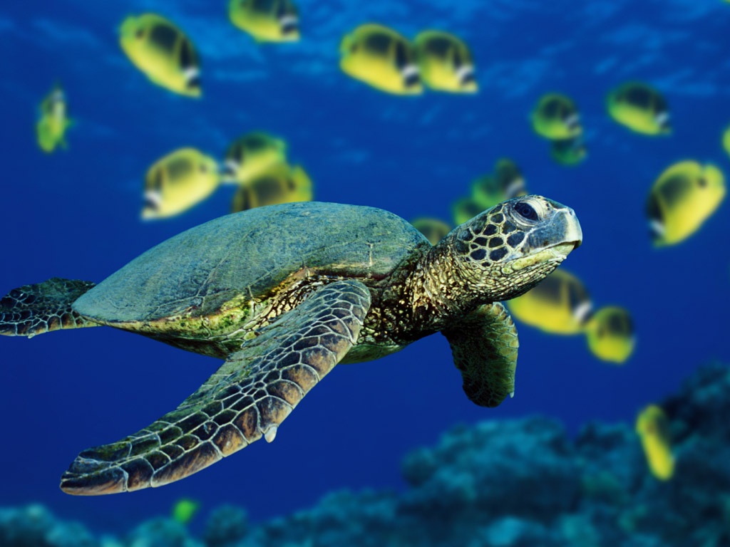 Sea Turtle Desktop Background