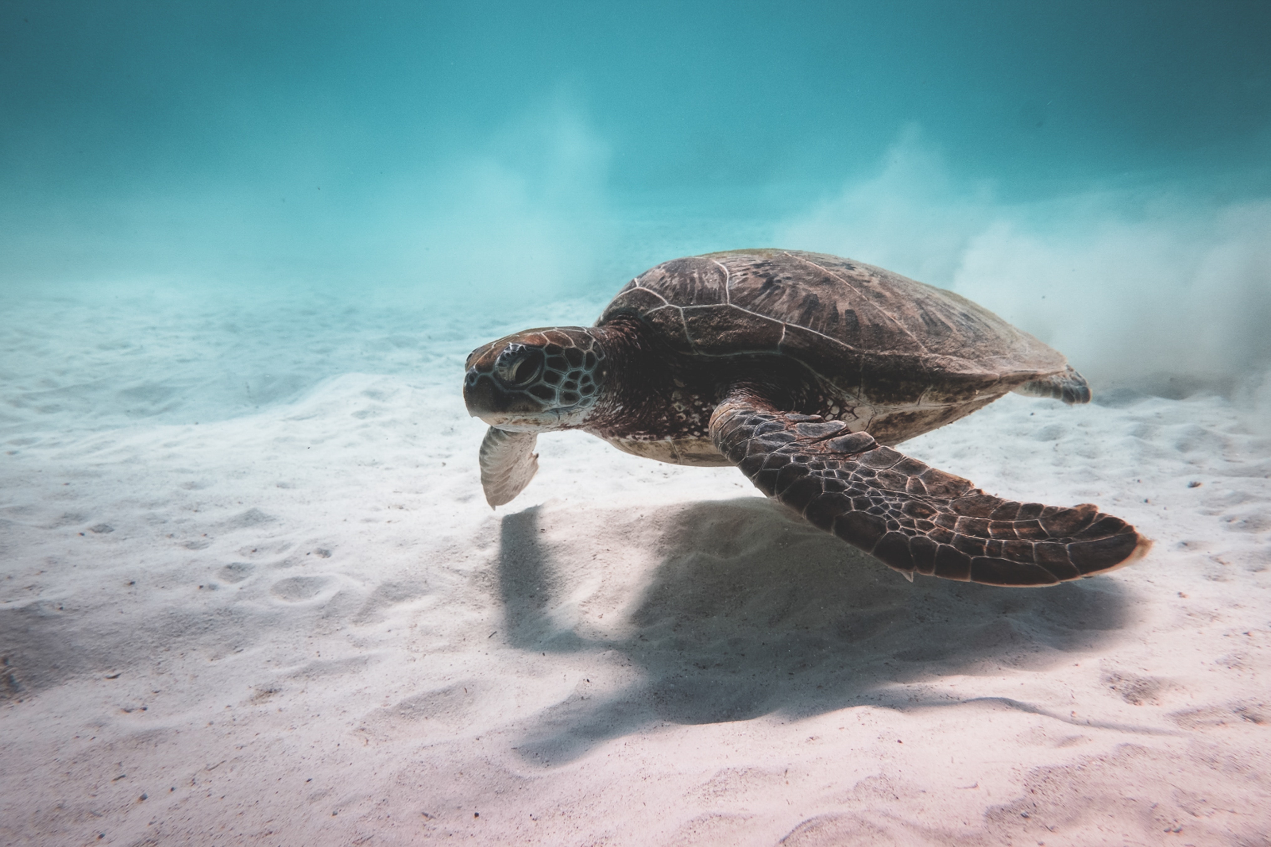 Sea Turtle Desktop Background