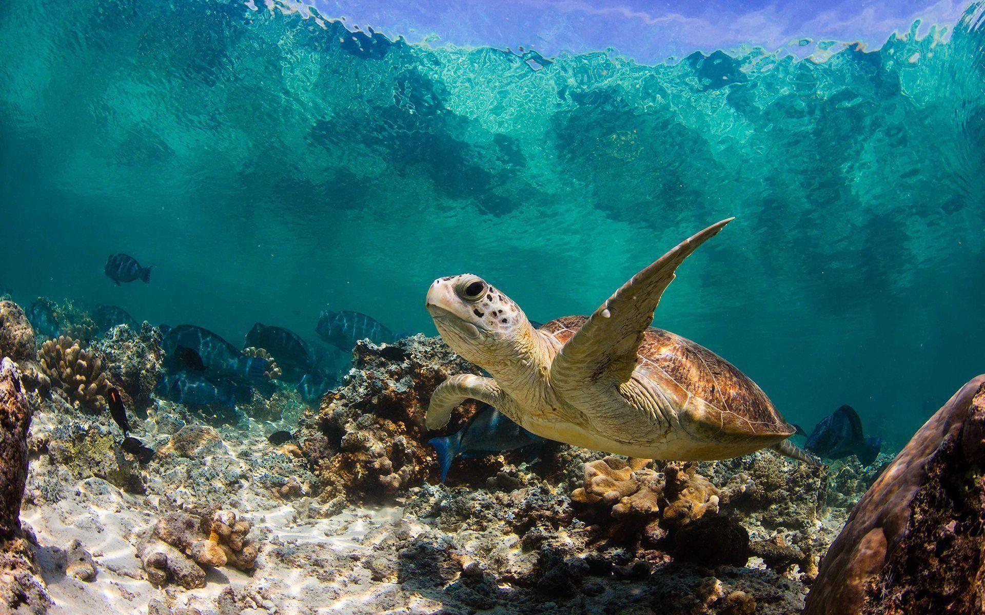 Sea Turtle Desktop Background