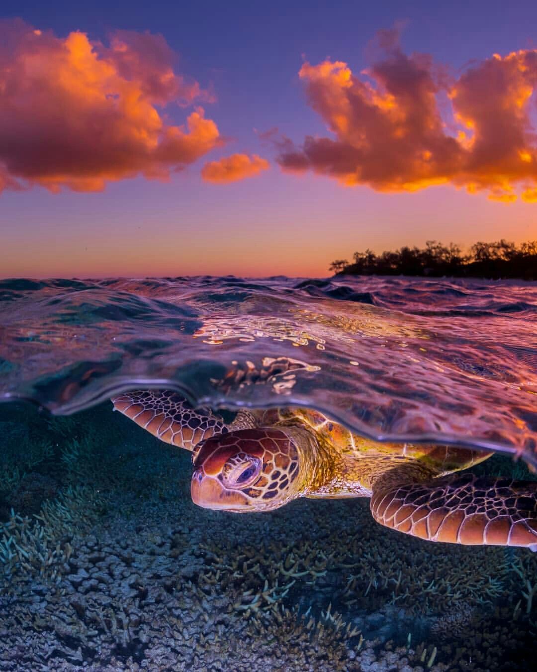 Sea Turtle Desktop Background