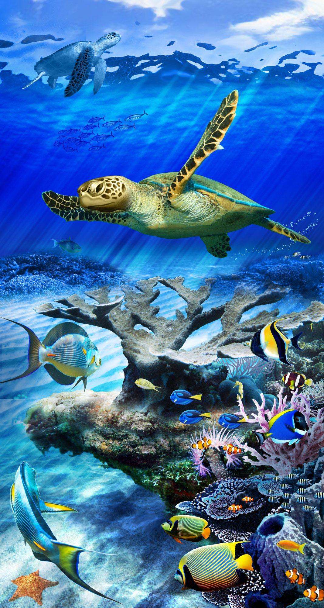 Sea Turtle Desktop Background