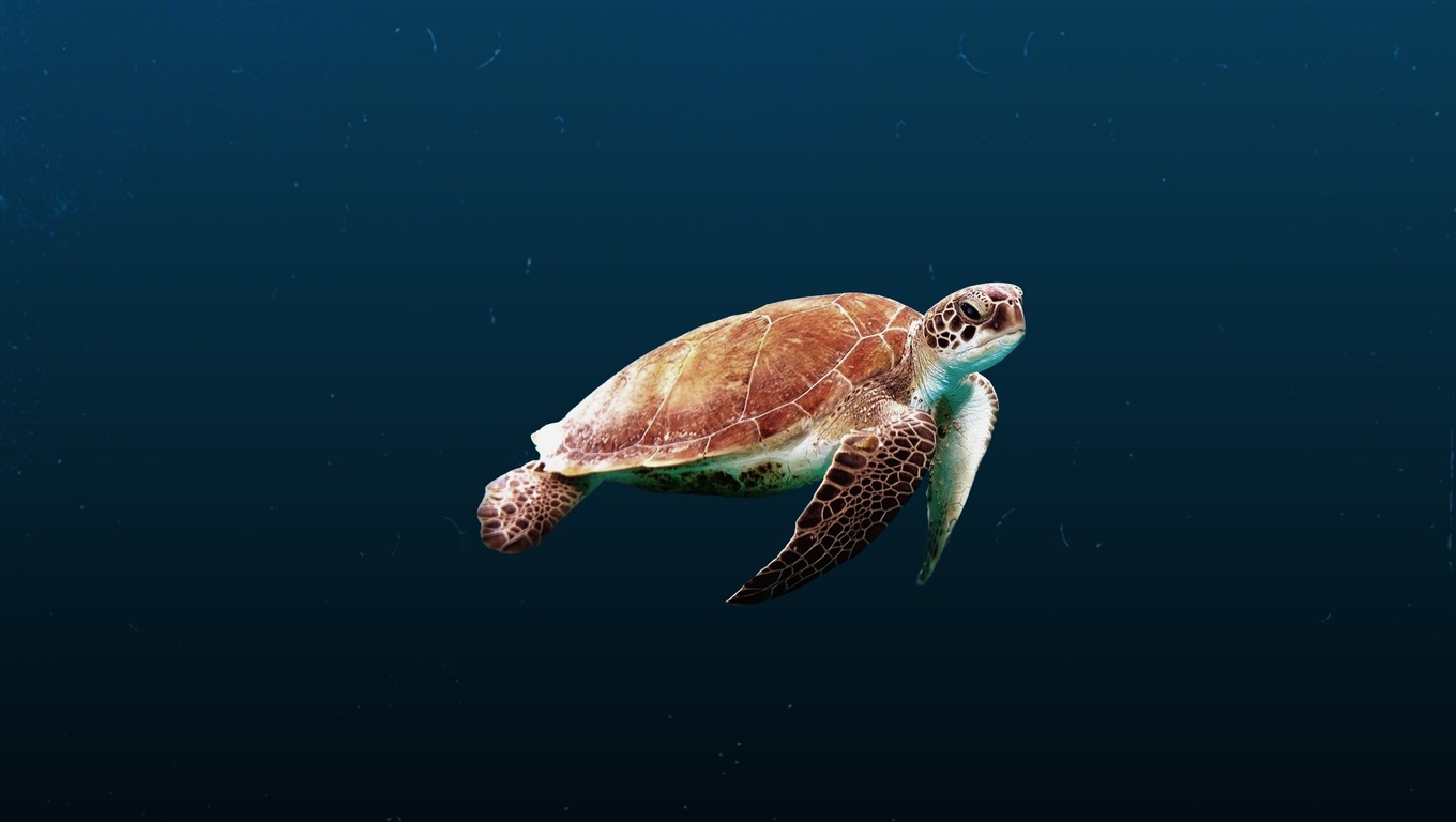 Sea Turtle Desktop Background