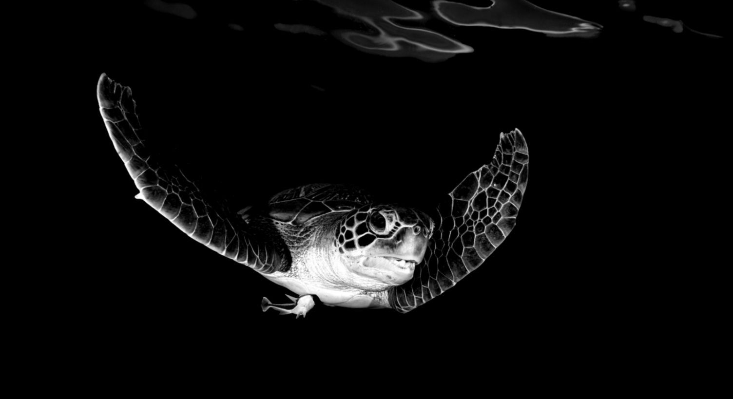 Sea Turtle Desktop Background