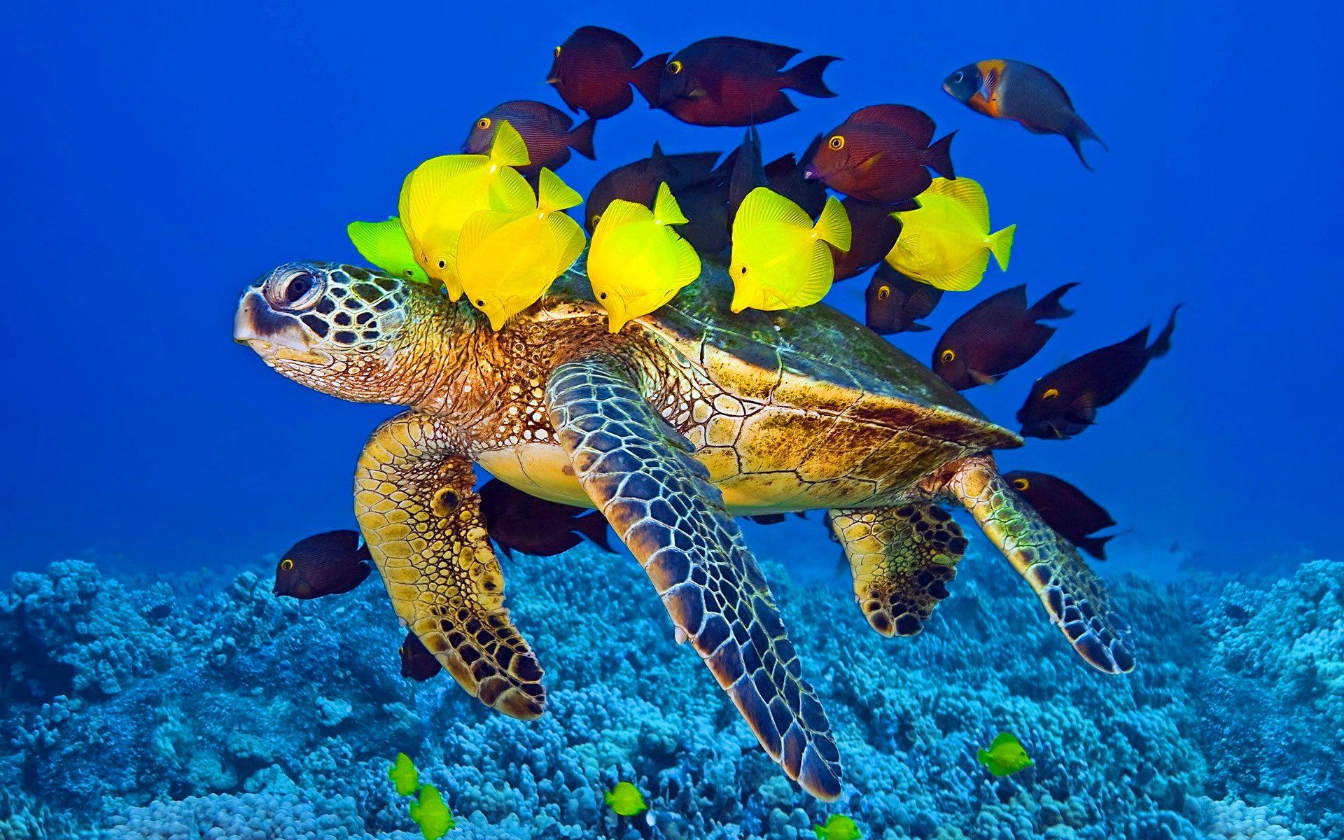 Sea Turtle Desktop Background