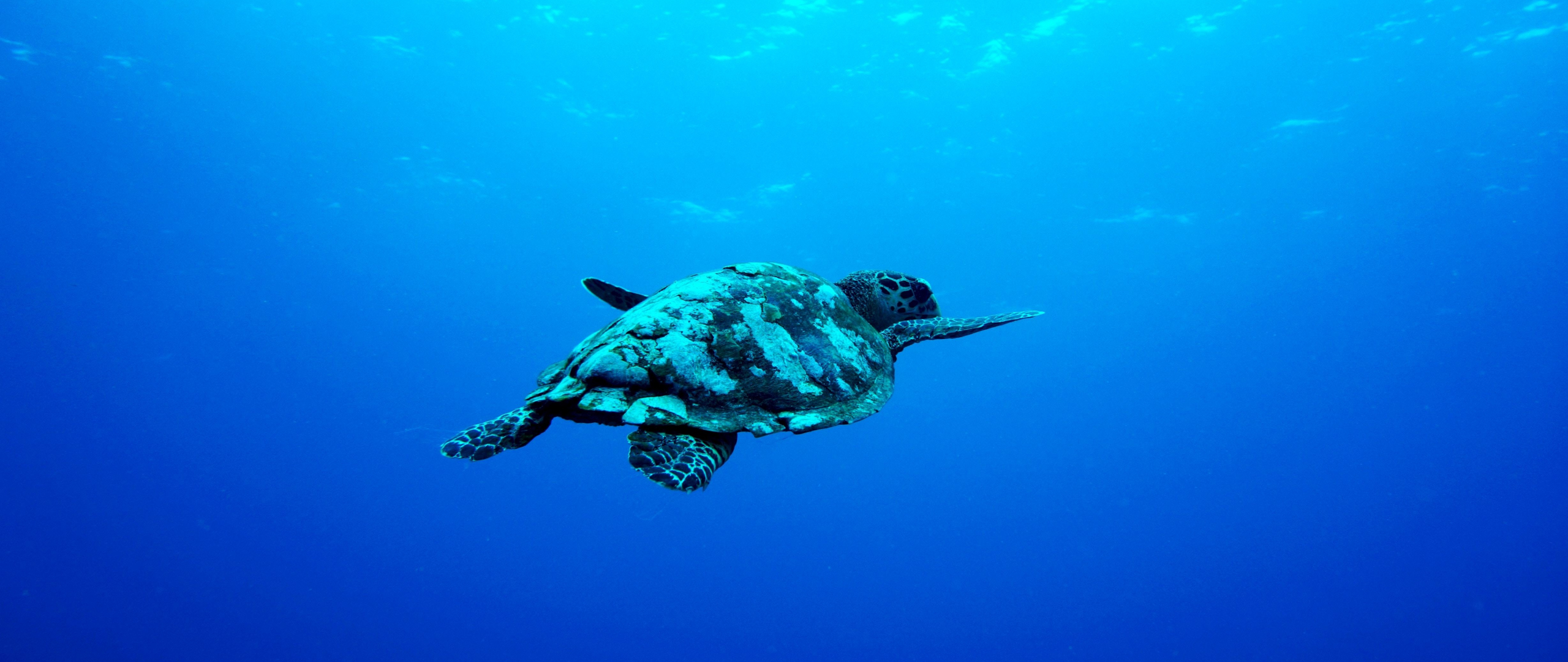 Sea Turtle Desktop Background