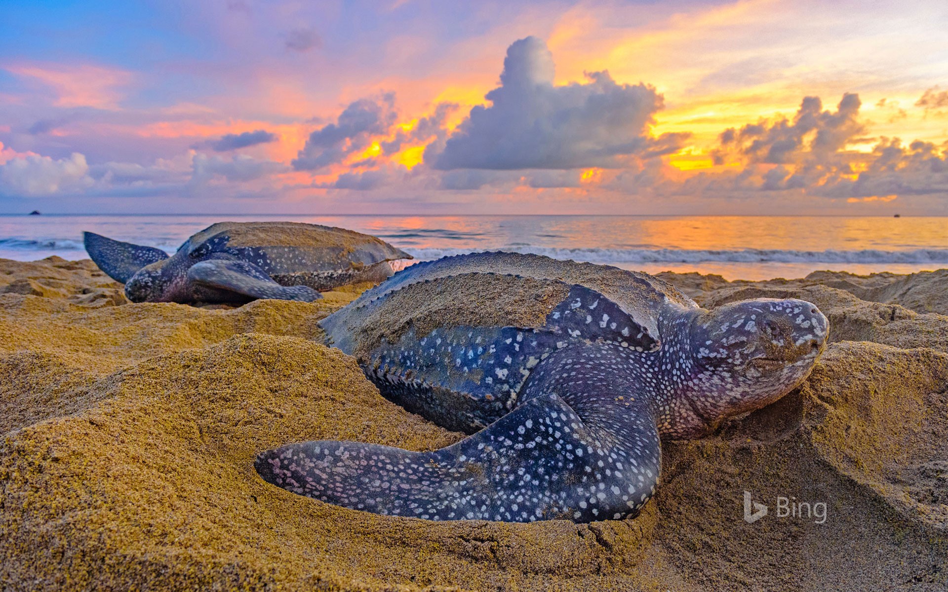 Sea Turtle Desktop Background