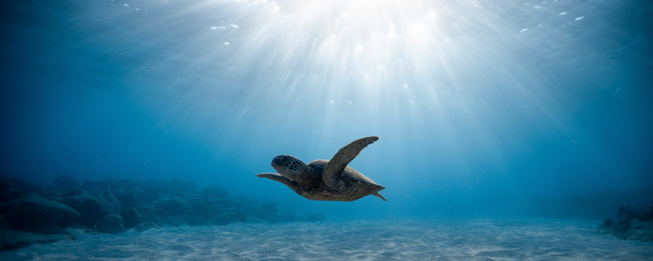 Sea Turtle Desktop Background