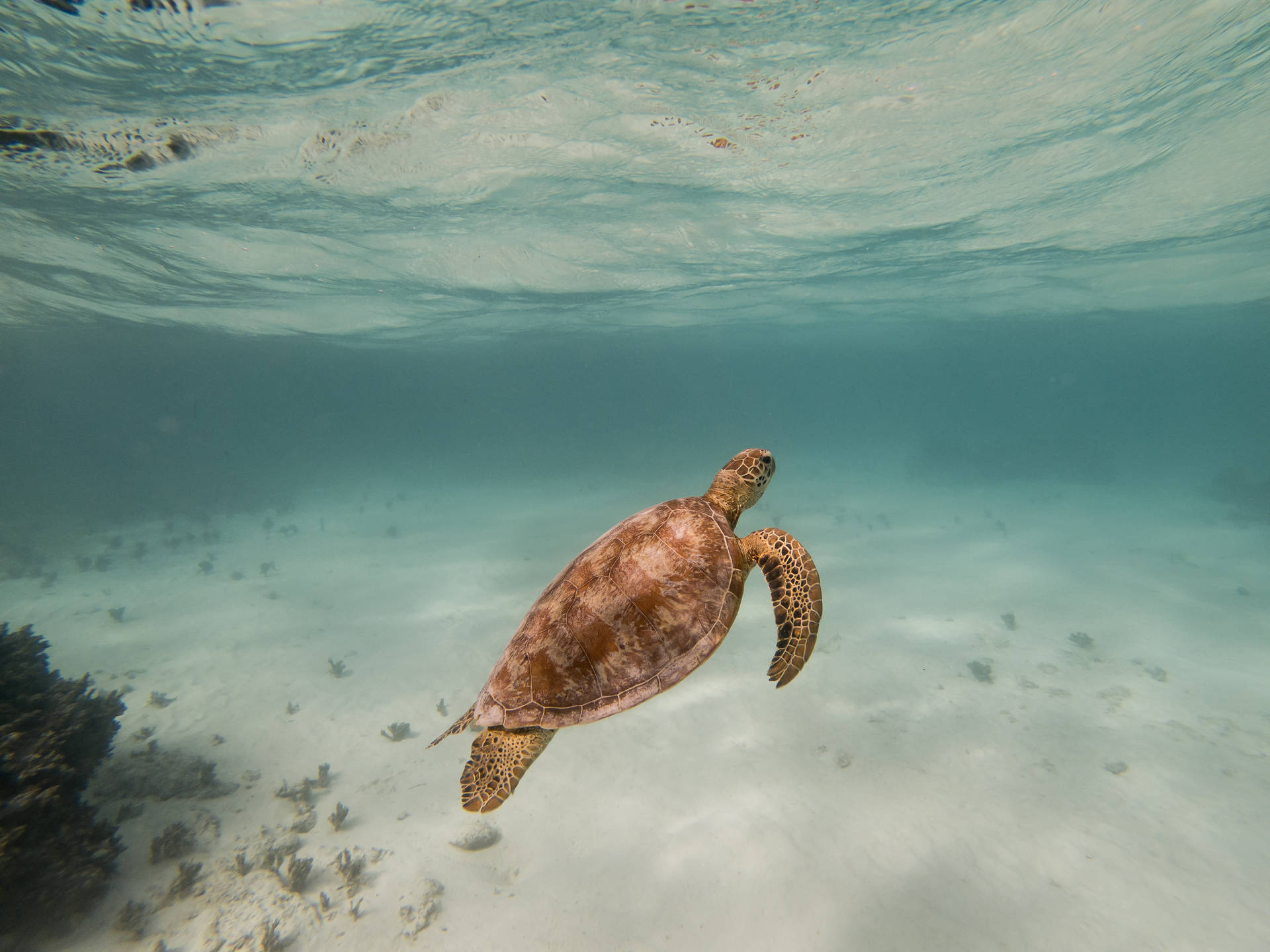 Sea Turtle Desktop Background