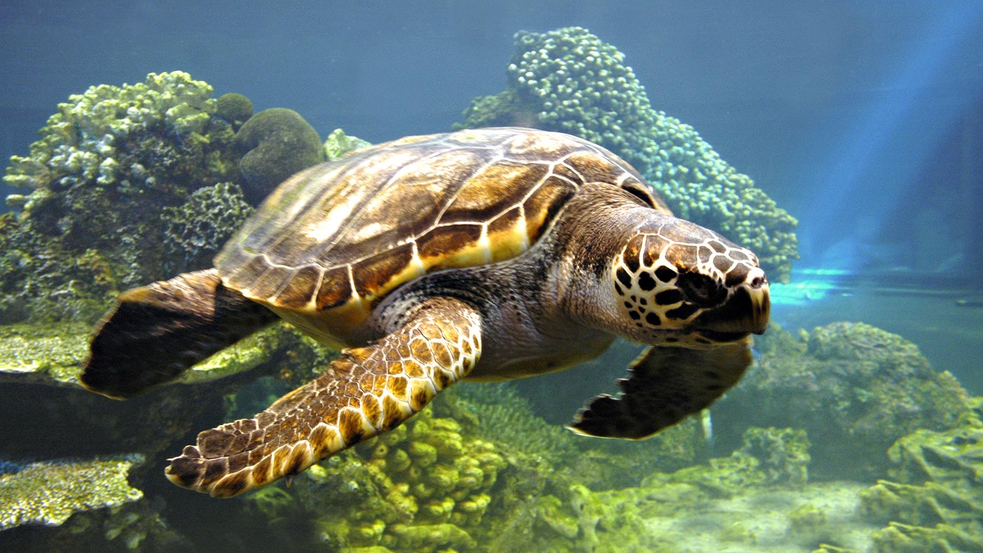 Sea Turtle Desktop Background