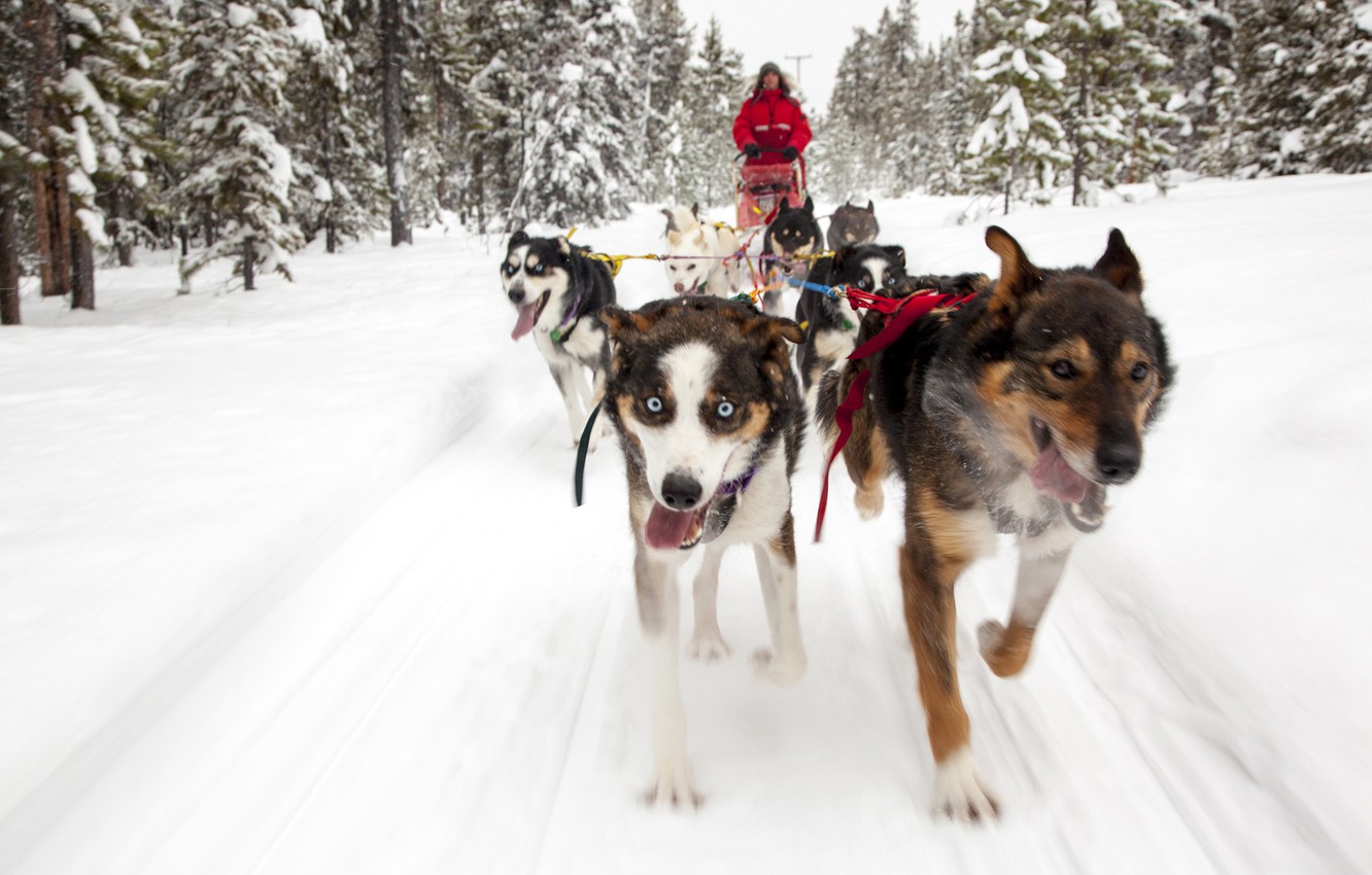 Sled Background