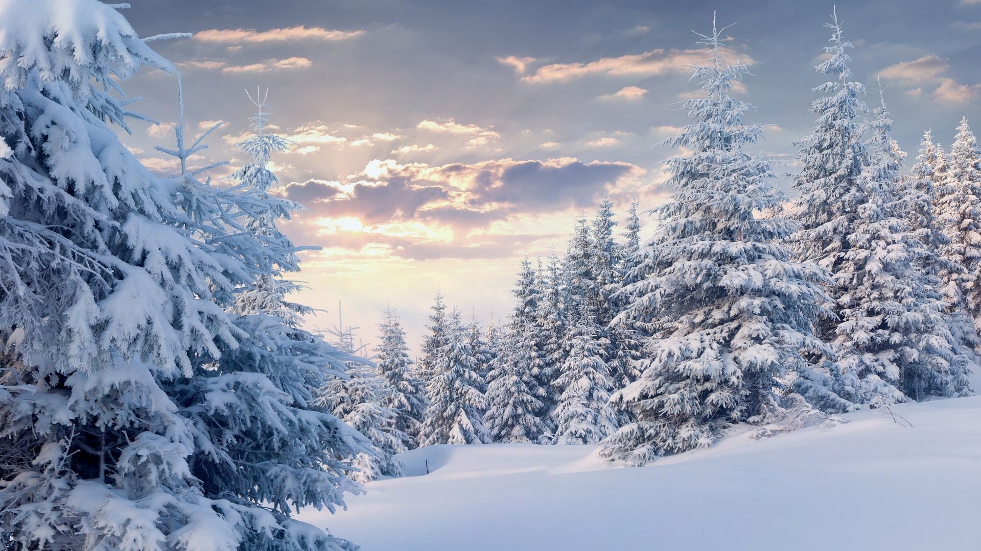 Snow Forest Background