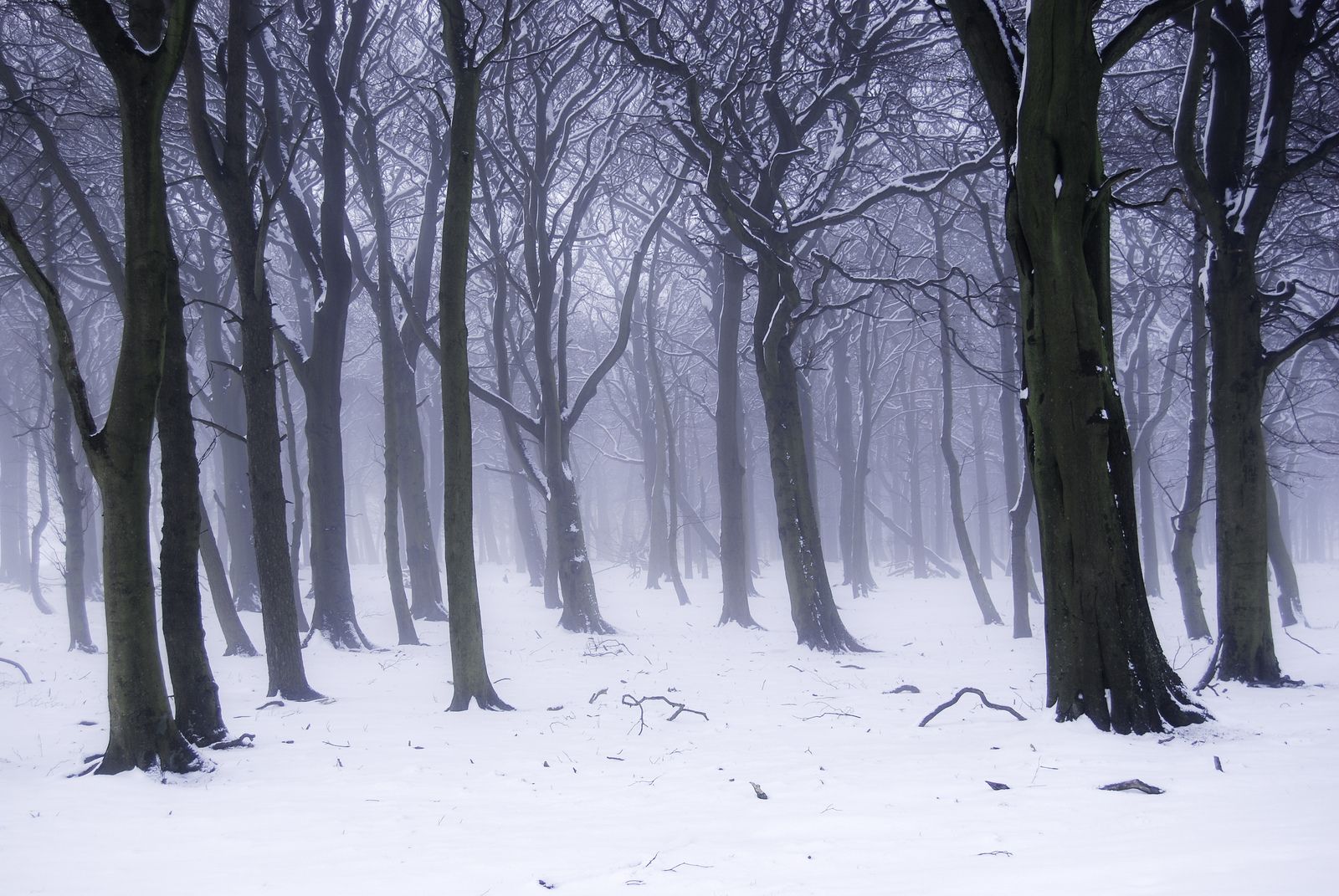 Snow Forest Background