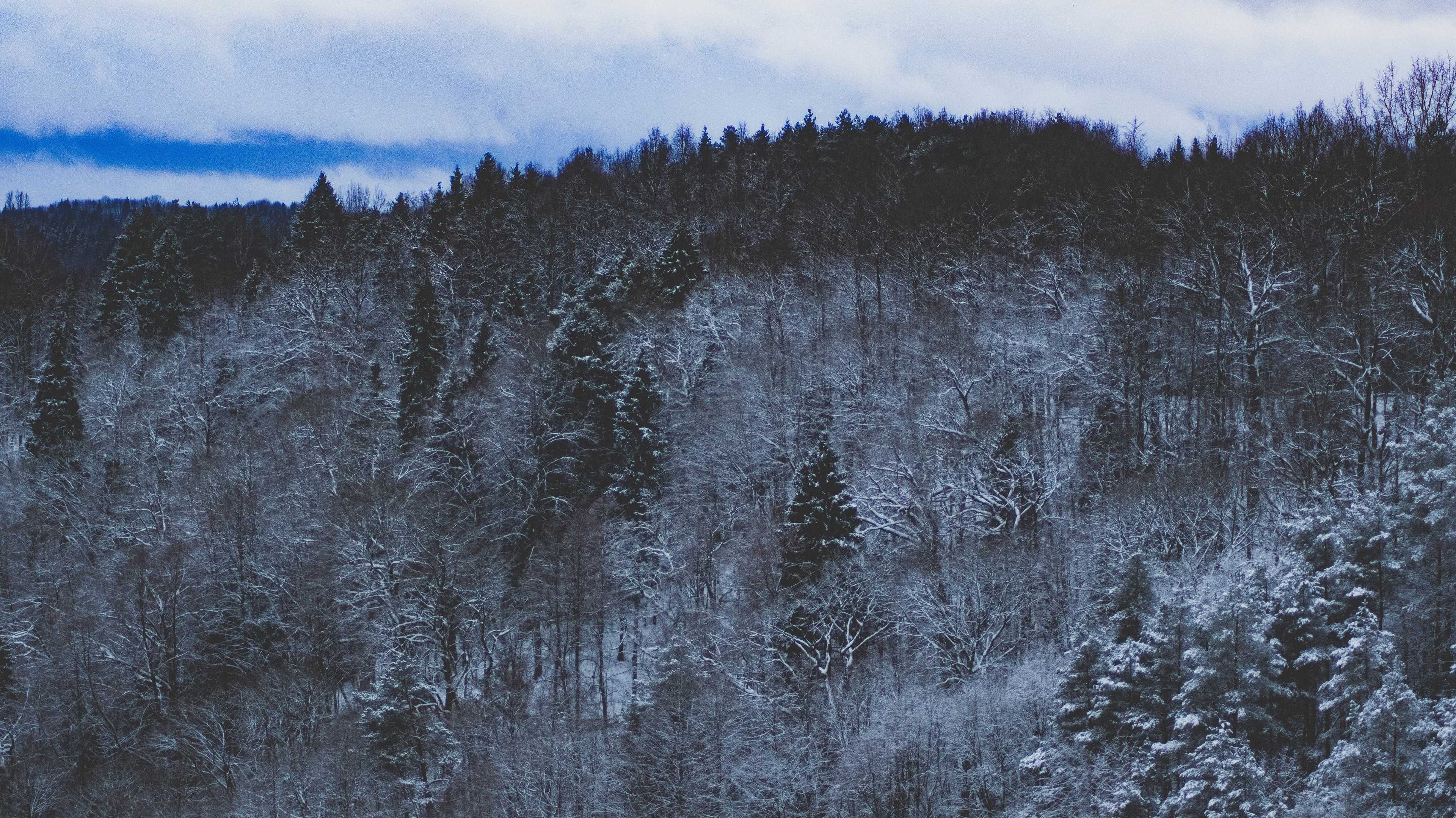 Snow Forest Background