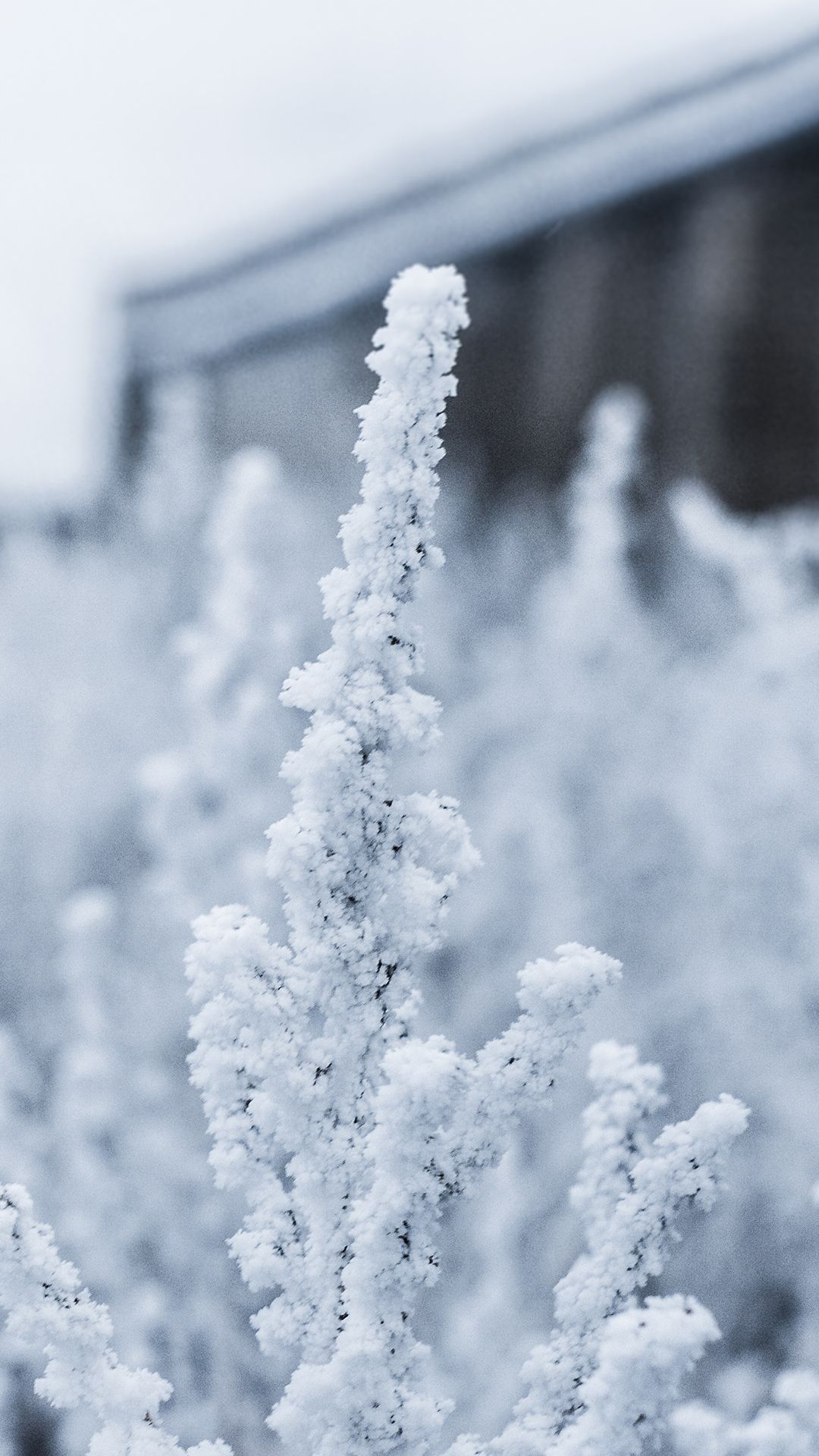 Snow Phone Background