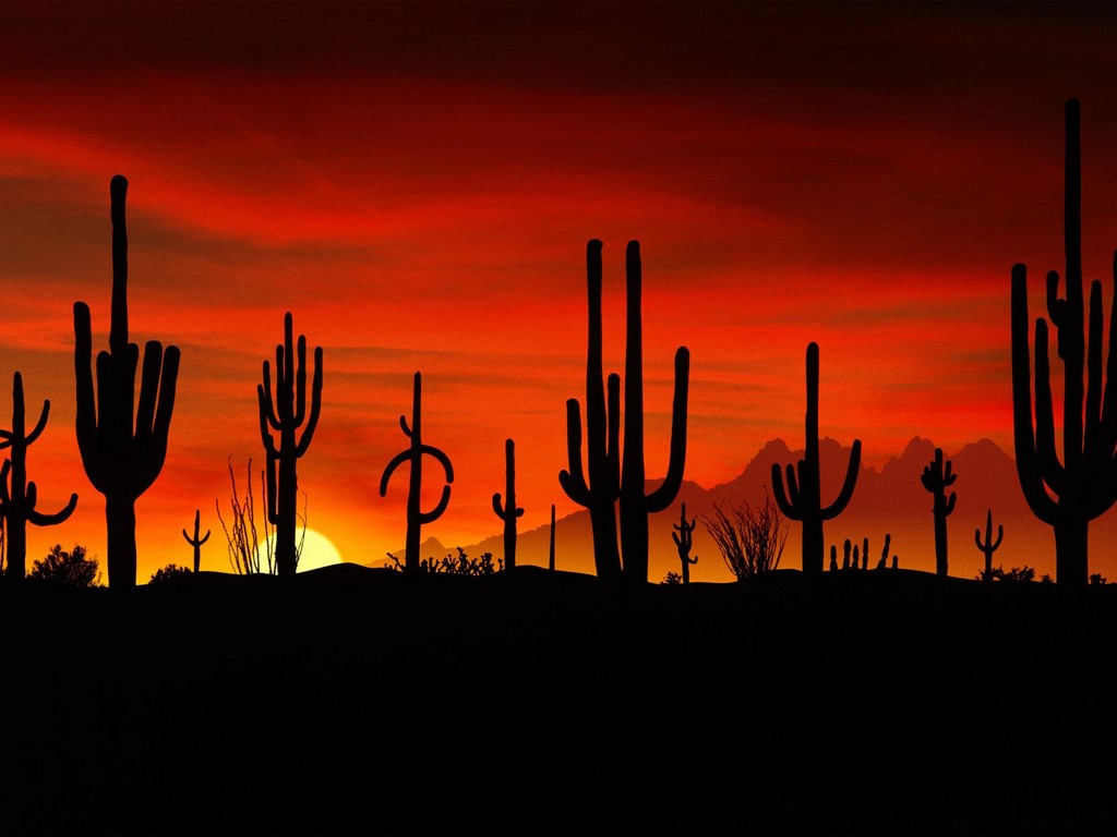 Sonoran Desert Background