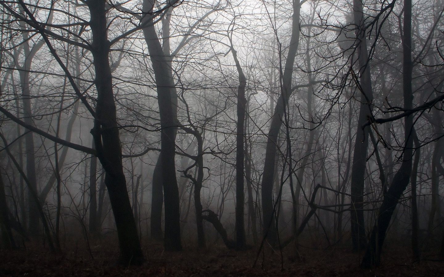 Spooky Forest Background