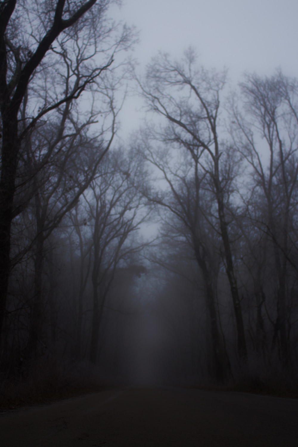 Spooky Forest Background