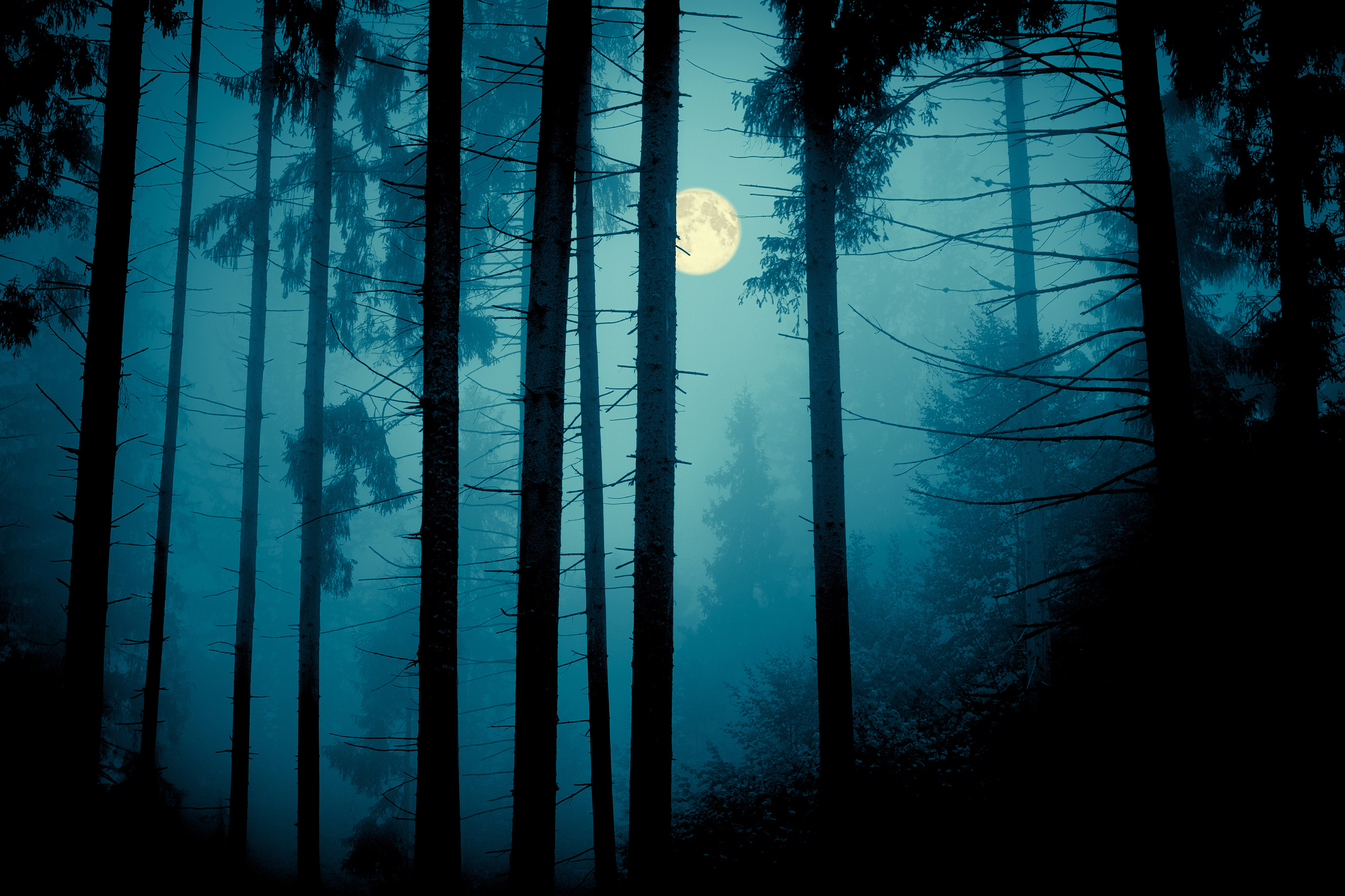 Spooky Forest Background