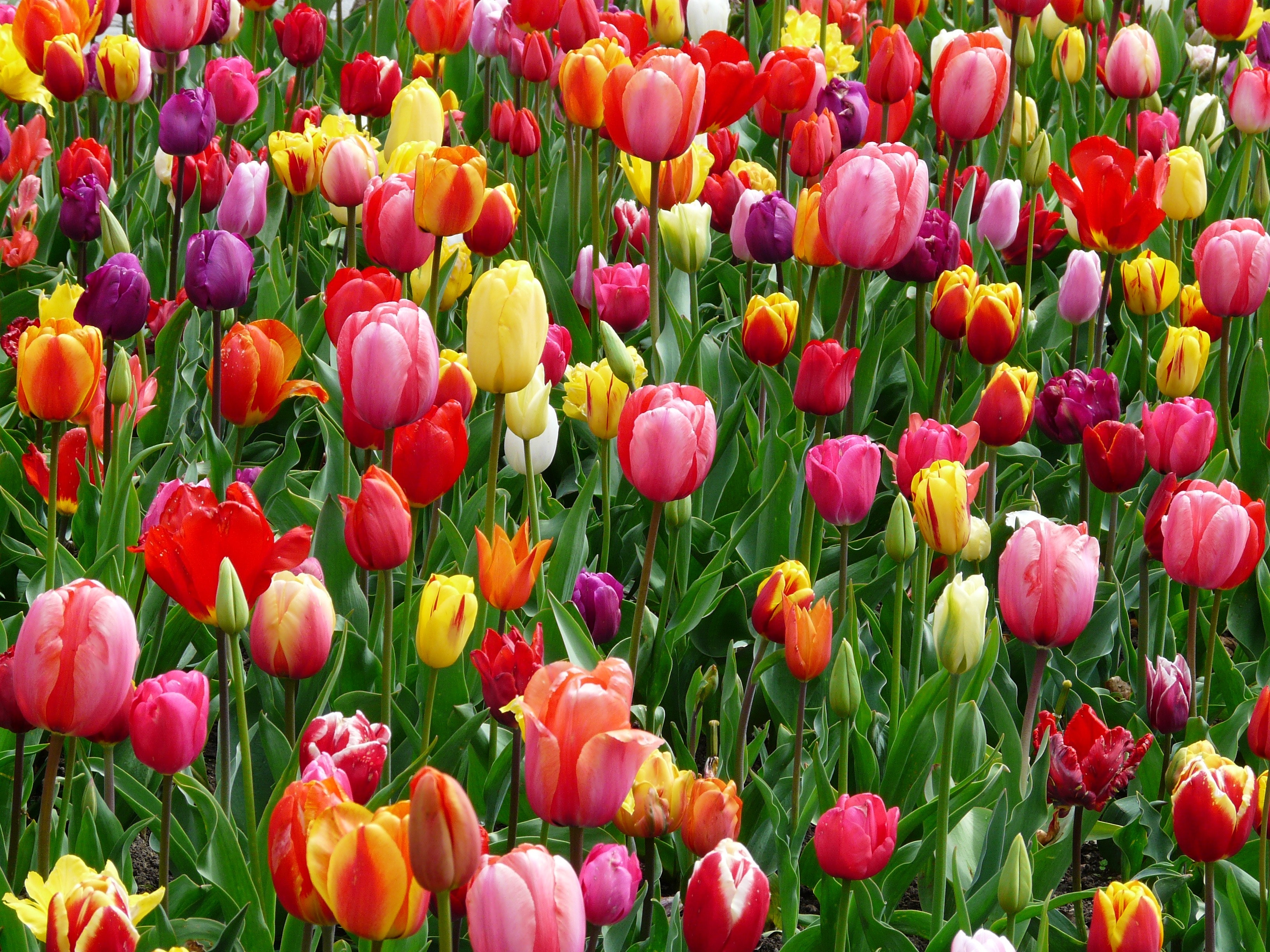 Spring Color Background