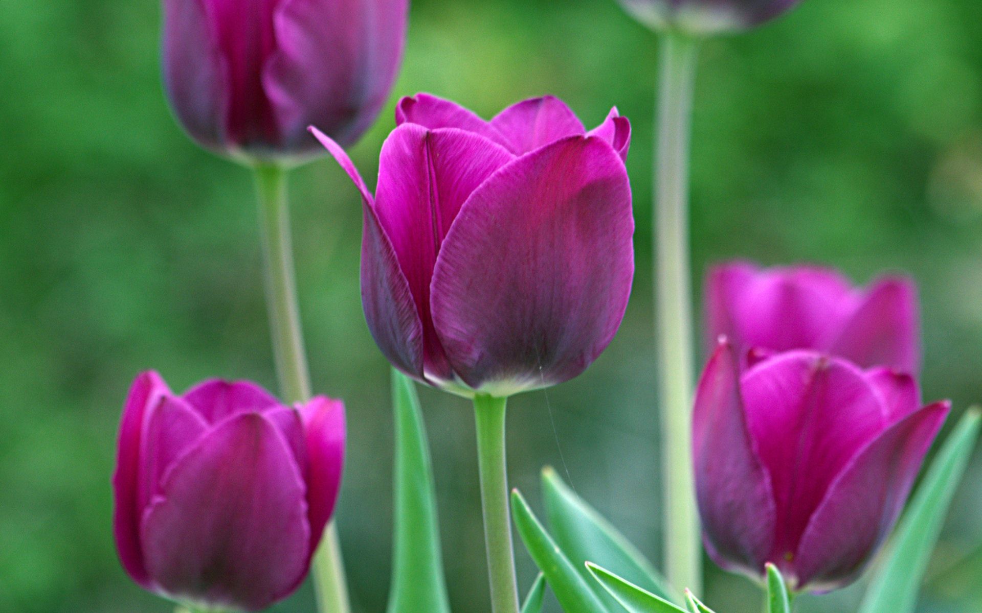 Spring Flowers Desktop Background