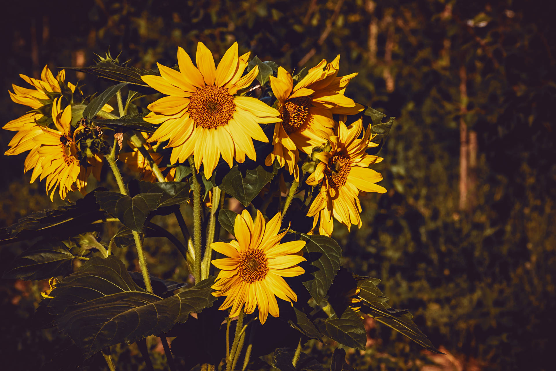 Sunflower Laptop Background